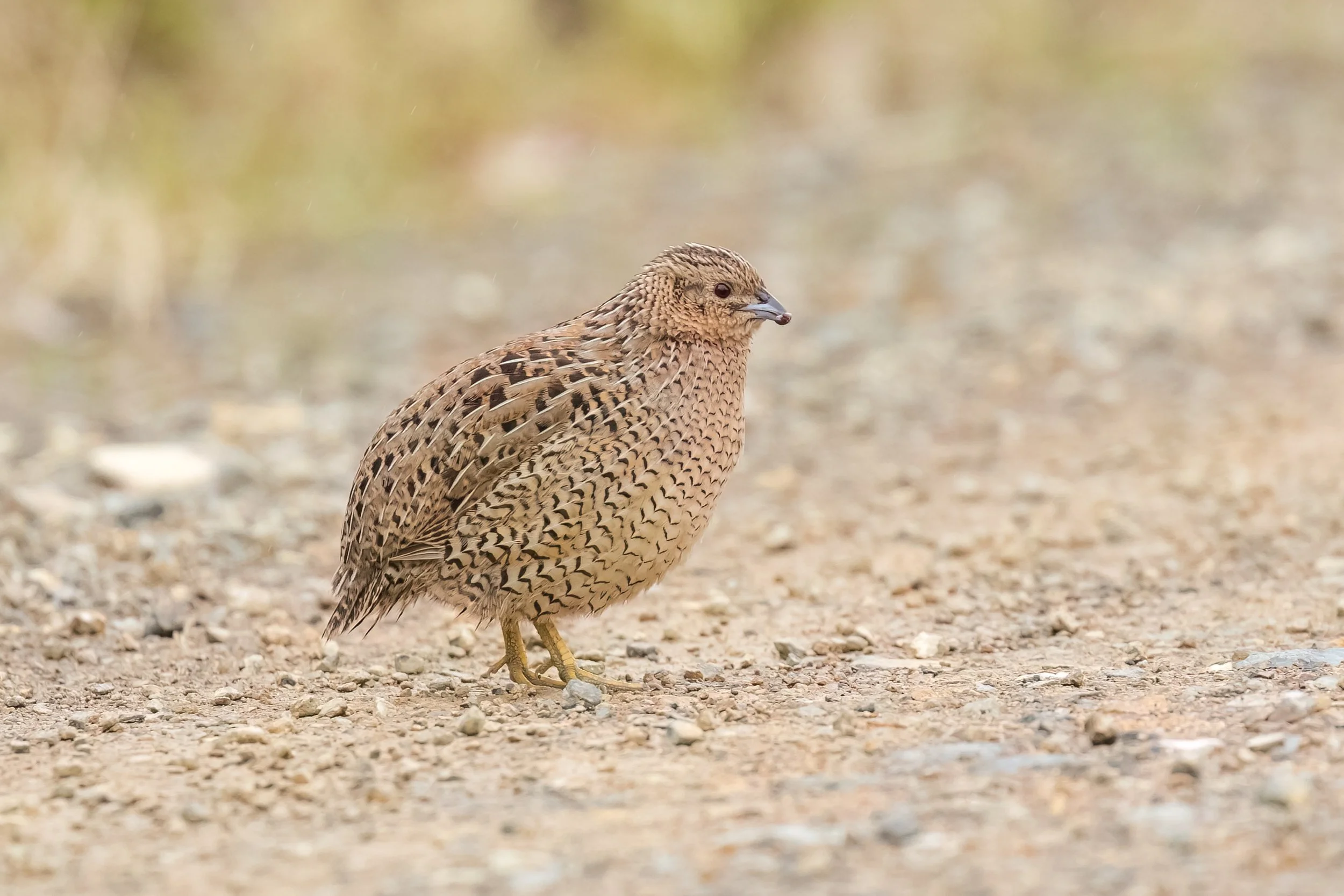 A Brown Quail, a brown and black speckled Australian bird standing on gravel ground outdoors with a blurred background.