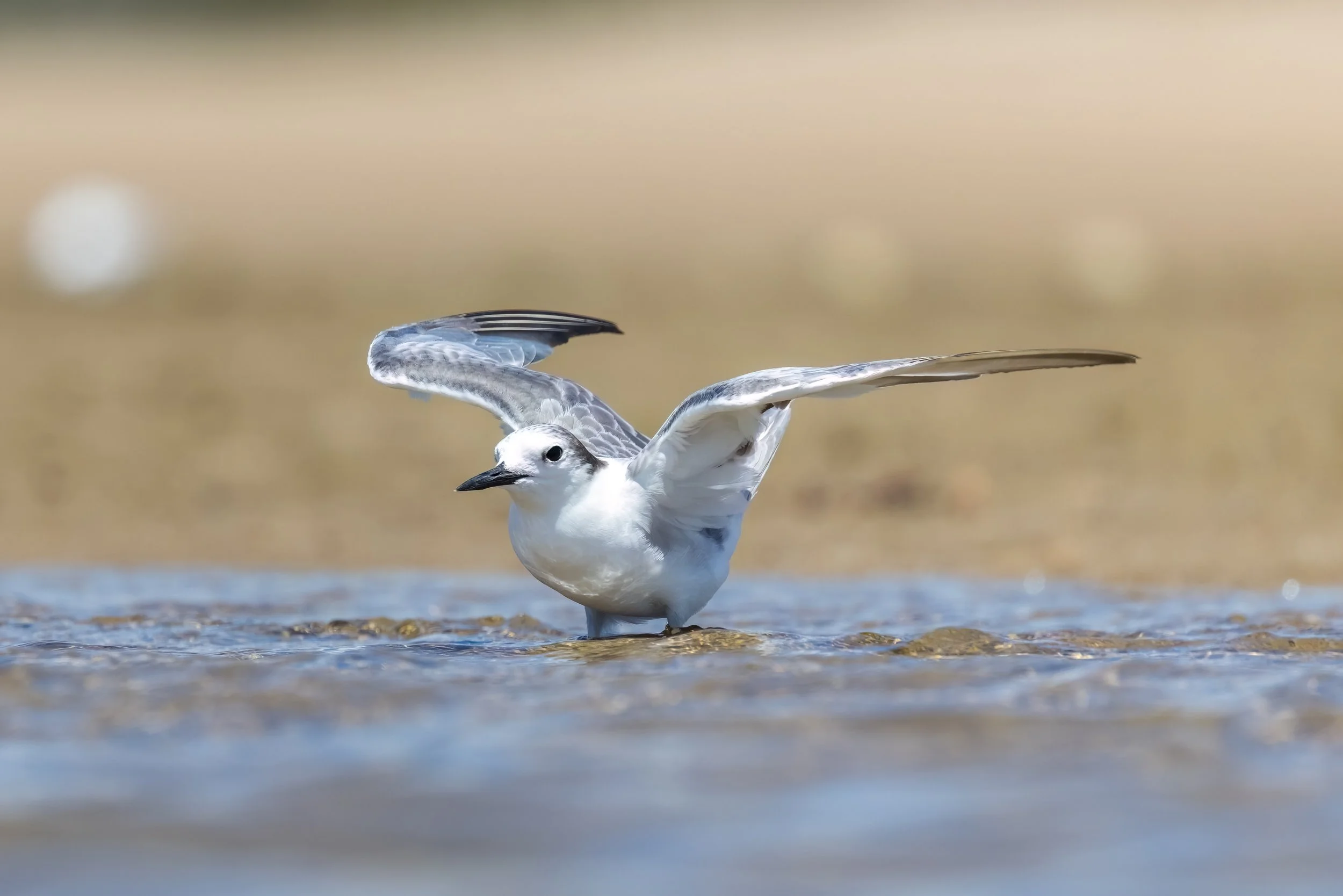A close-up of an  Aleutian tern standing in shallow water with its wings partially extended against a blurred beige background.