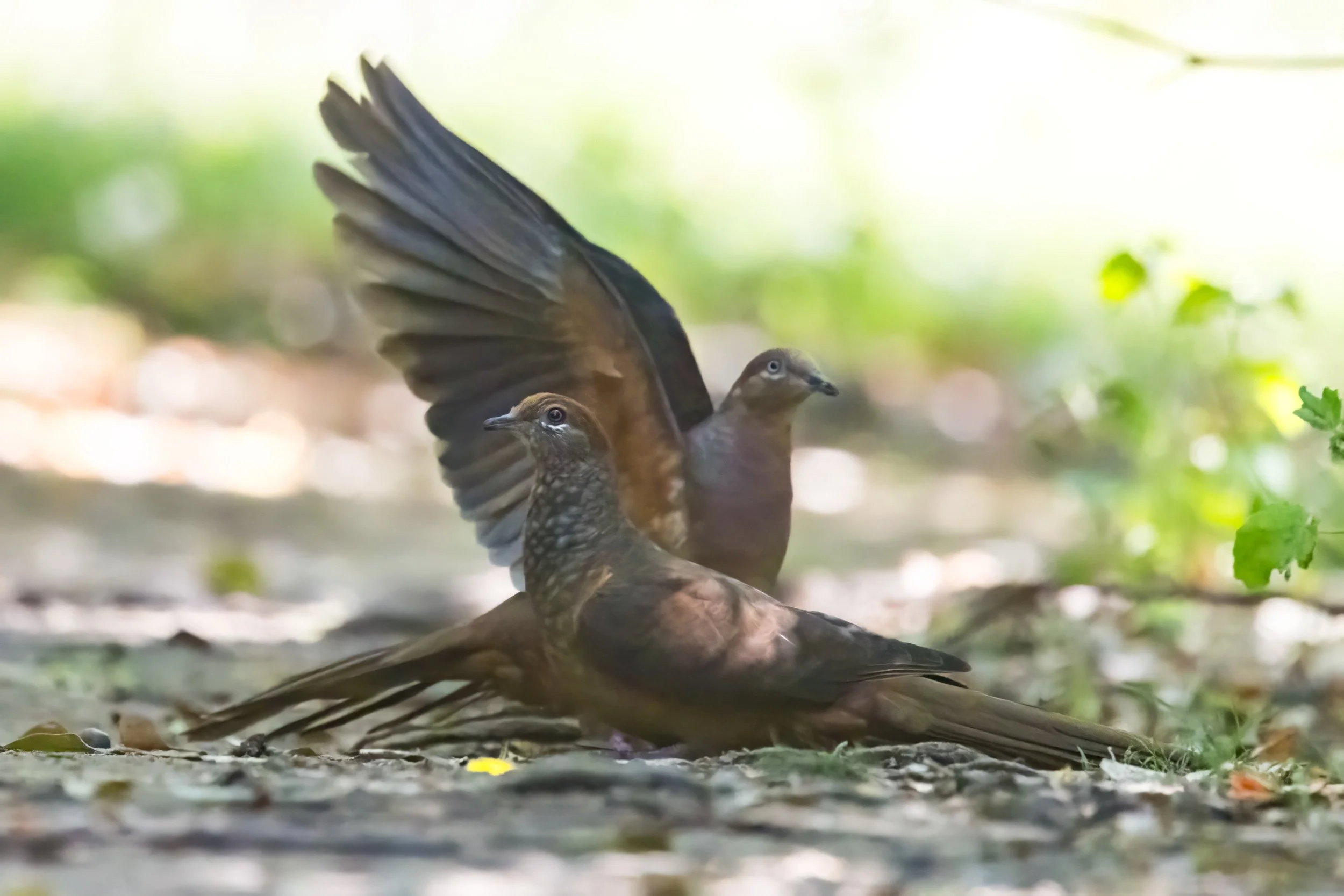 A Brown Cuckoo-Dove, an Australian bird with dark feathers and brownish wings, with part of its wing raised, sitting on a forest floor surrounded by green foliage and sunlight filtering through the trees.