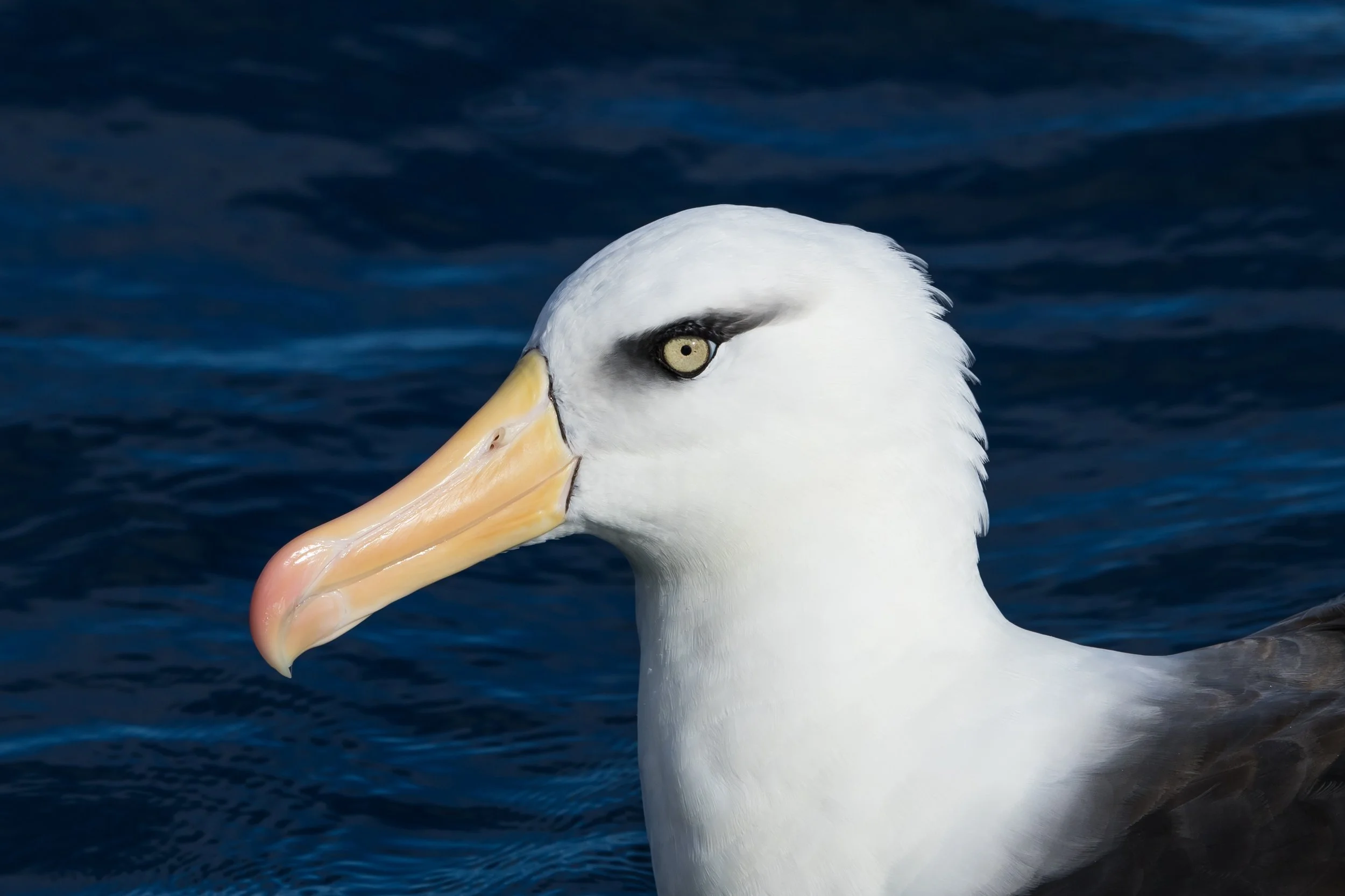 Close-up of a Black-Browed Albatross (Campbell subspecies). A pelagic bird with a pink/yellow beak and a dark background of water.