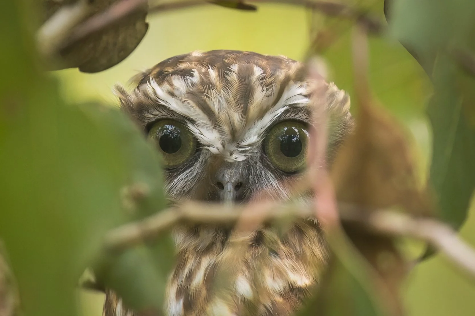 Close-up of an owl peeking through green leaves with big, yellow eyes.