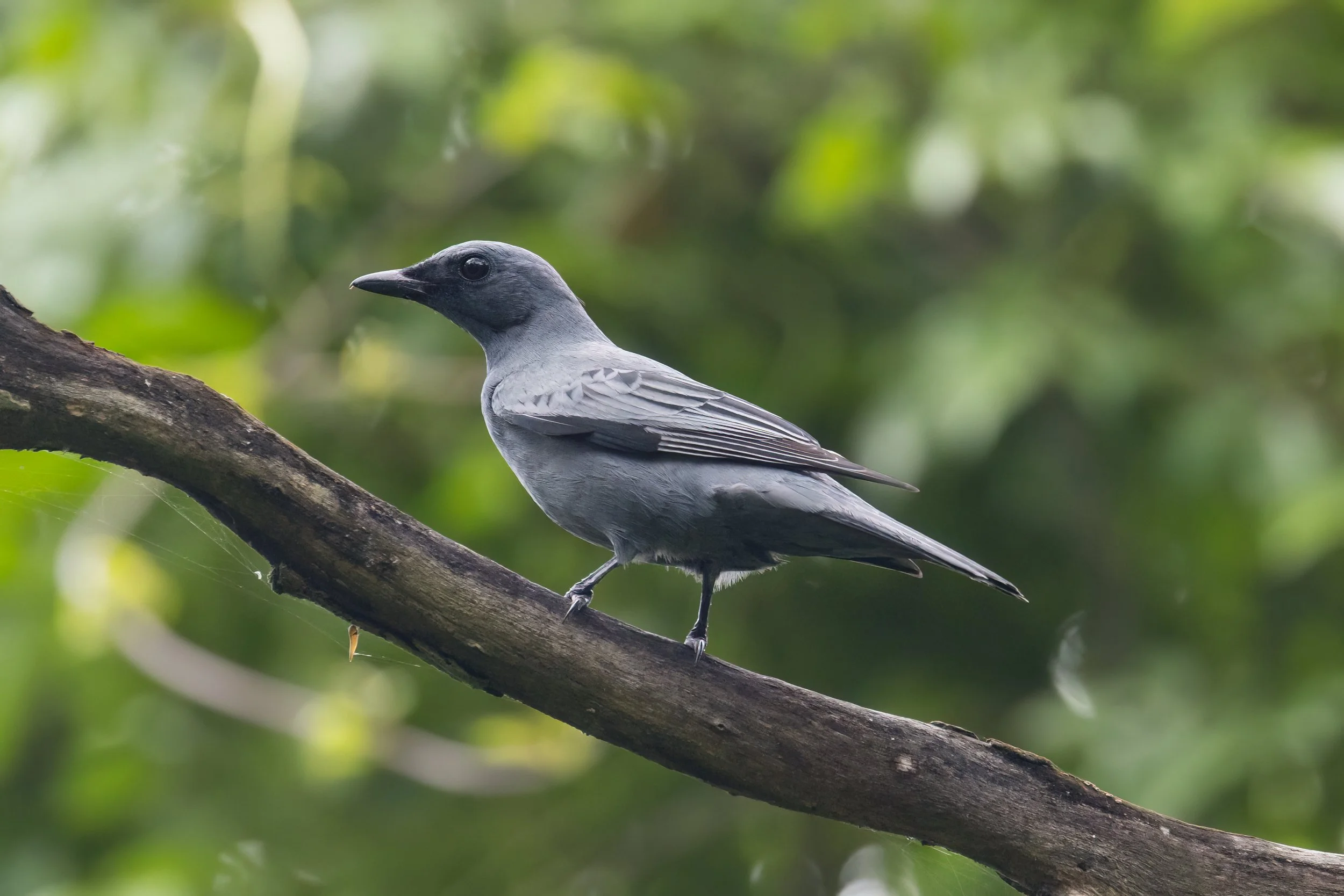 A Cicadabird. An Australian bird with a grey body and black head perched on a tree branch in a green forest setting.