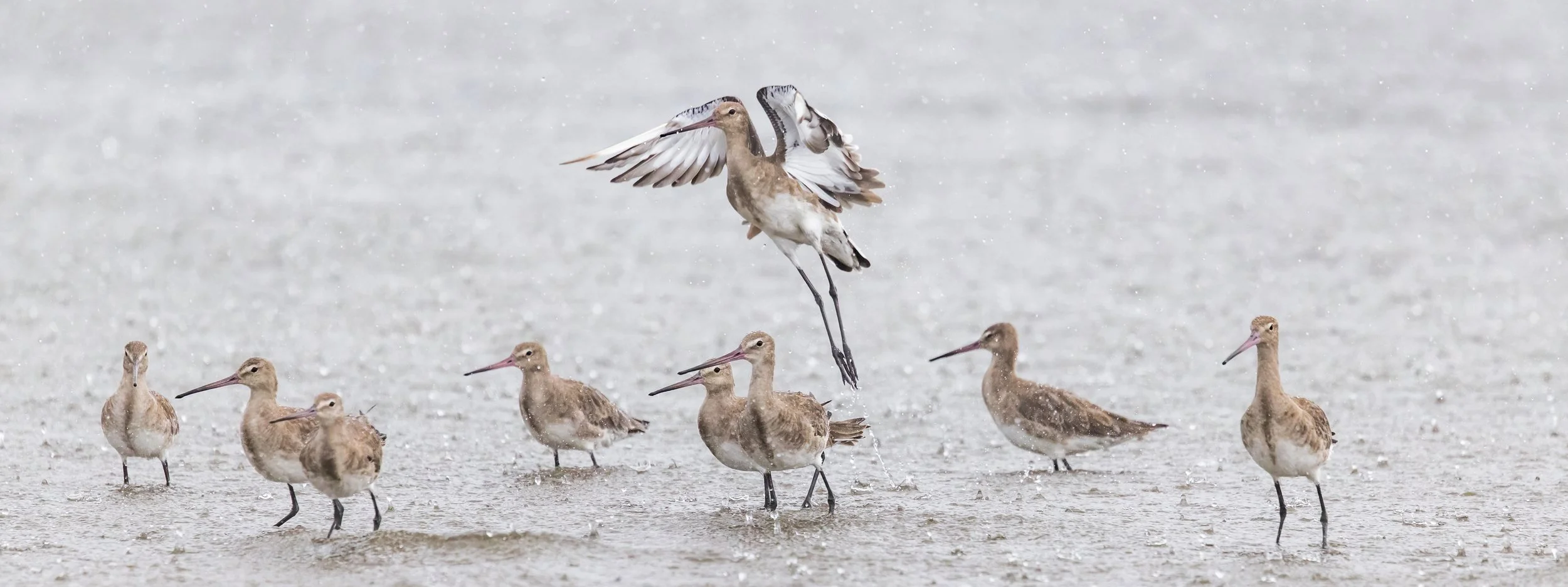 A group of seven shorebirds standing in shallow water with one bird taking flight, splashing water as it lifts off, during a rainy day. Black-tailed Godwits