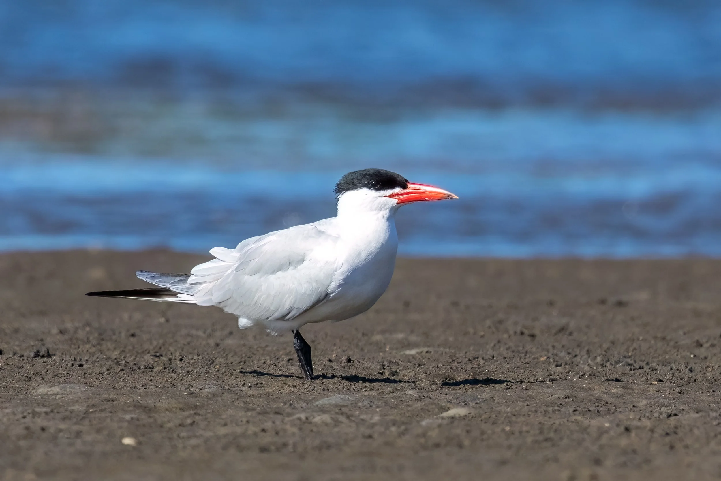 A seabird, a Caspian tern, walking on a sandy beach with ocean waves in the background.