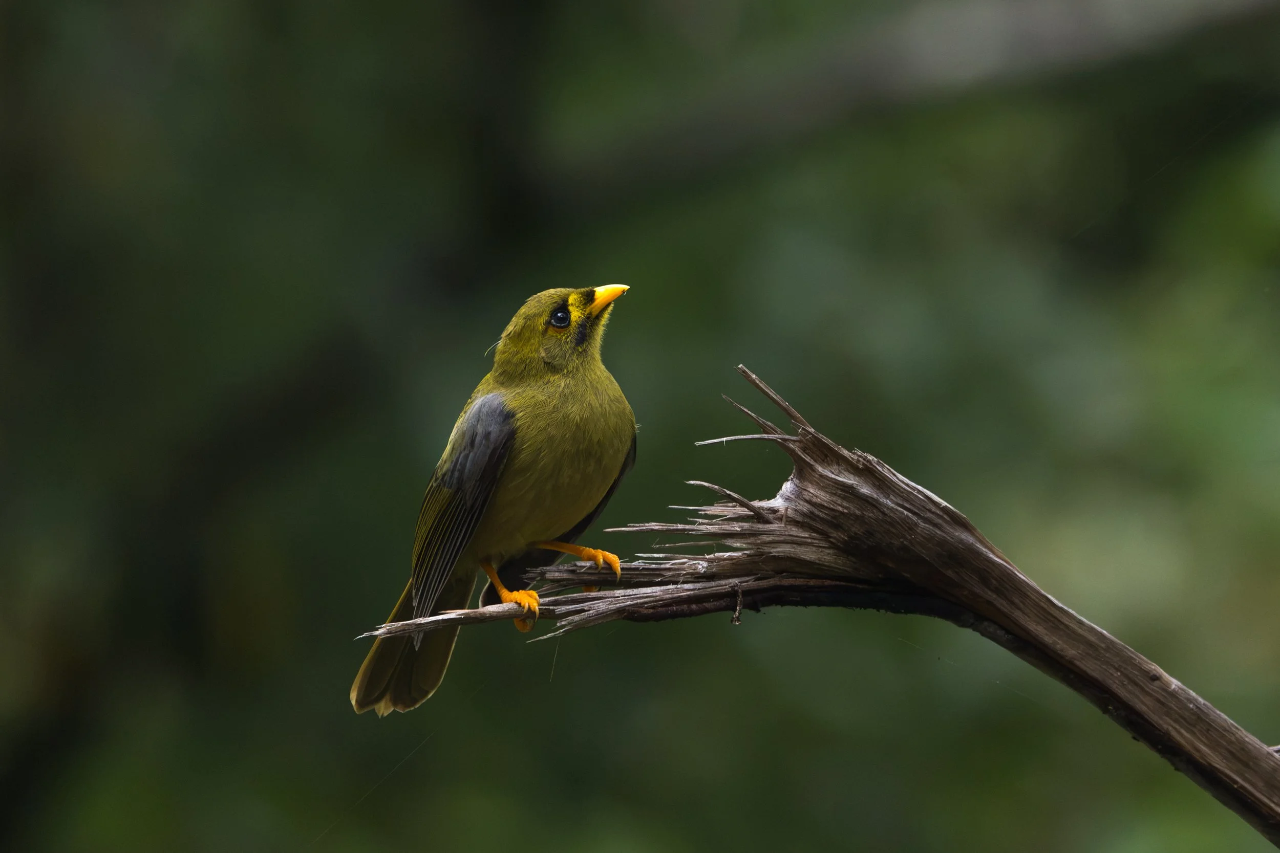 A Bellminer. A small yellow-green bird with black markings on its face, perched on a dry branch with a blurred dark green background.
