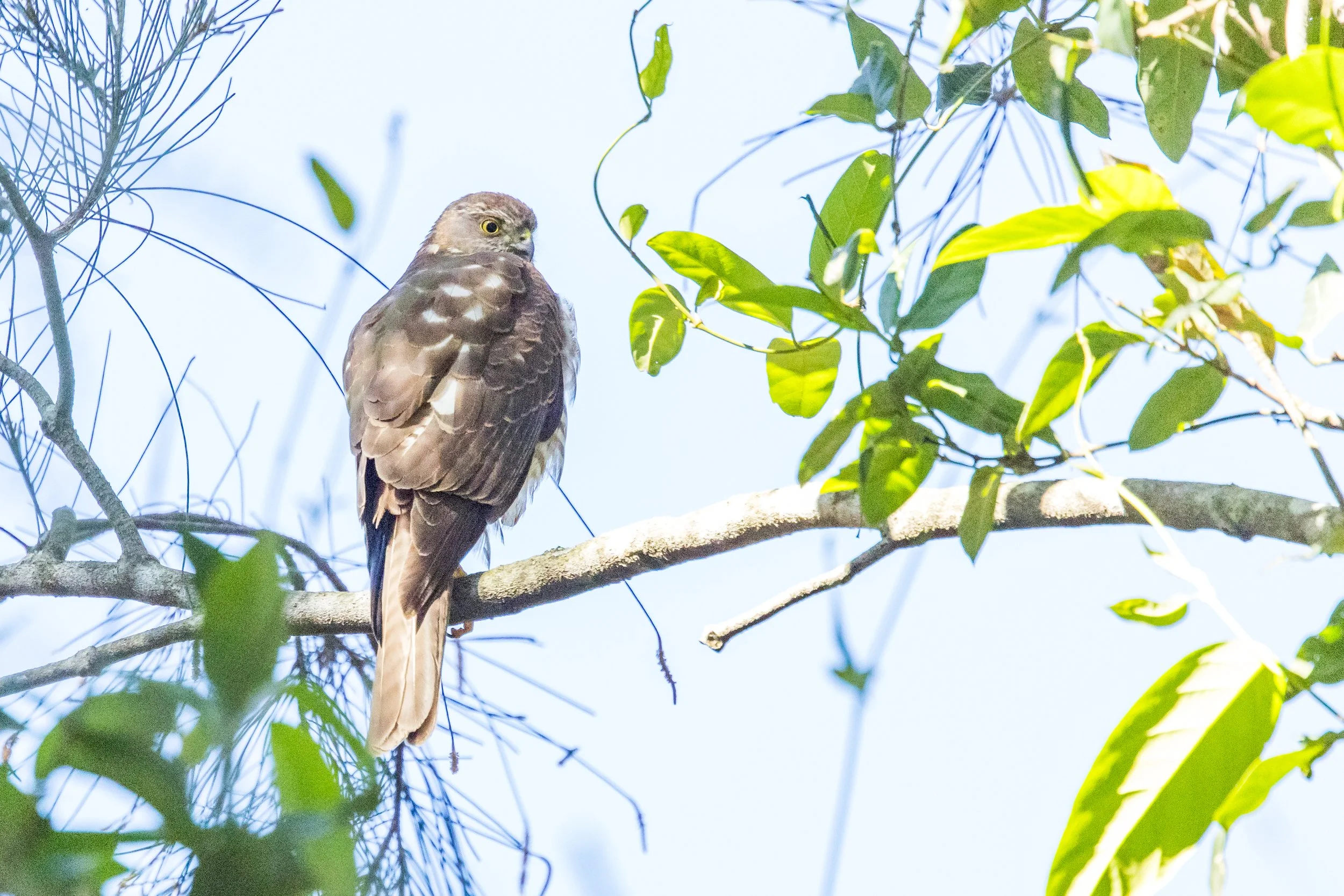 Collared Sparrowhawk. An Australian bird of prey, perched on a tree branch among green leaves, with a clear blue sky in the background.