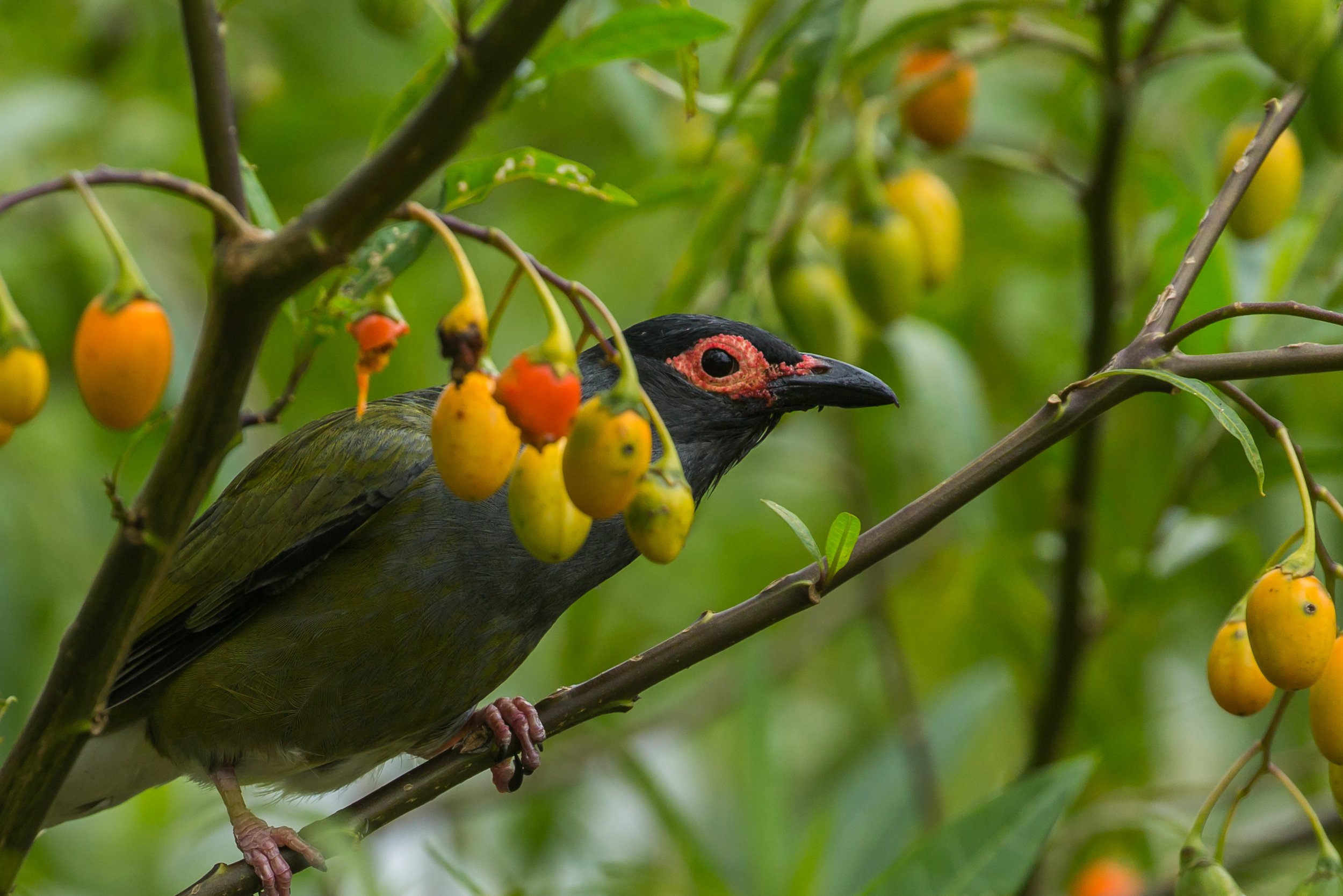 An Australasian Figbird with black and red markings on its face, perched on a branch surrounded by yellow berries, in a green leafy environment.