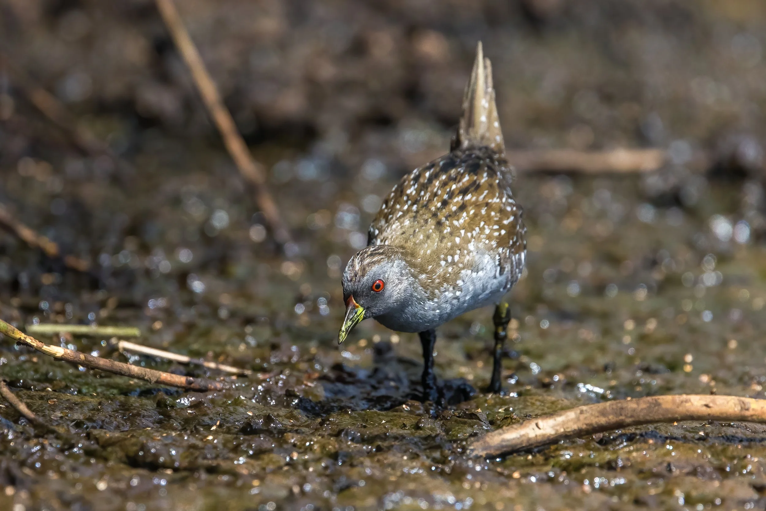 An Australian Crake with brown, white, and black speckled feathers and bright red eyes is foraging on the ground amidst mud, twigs, and small water puddles.