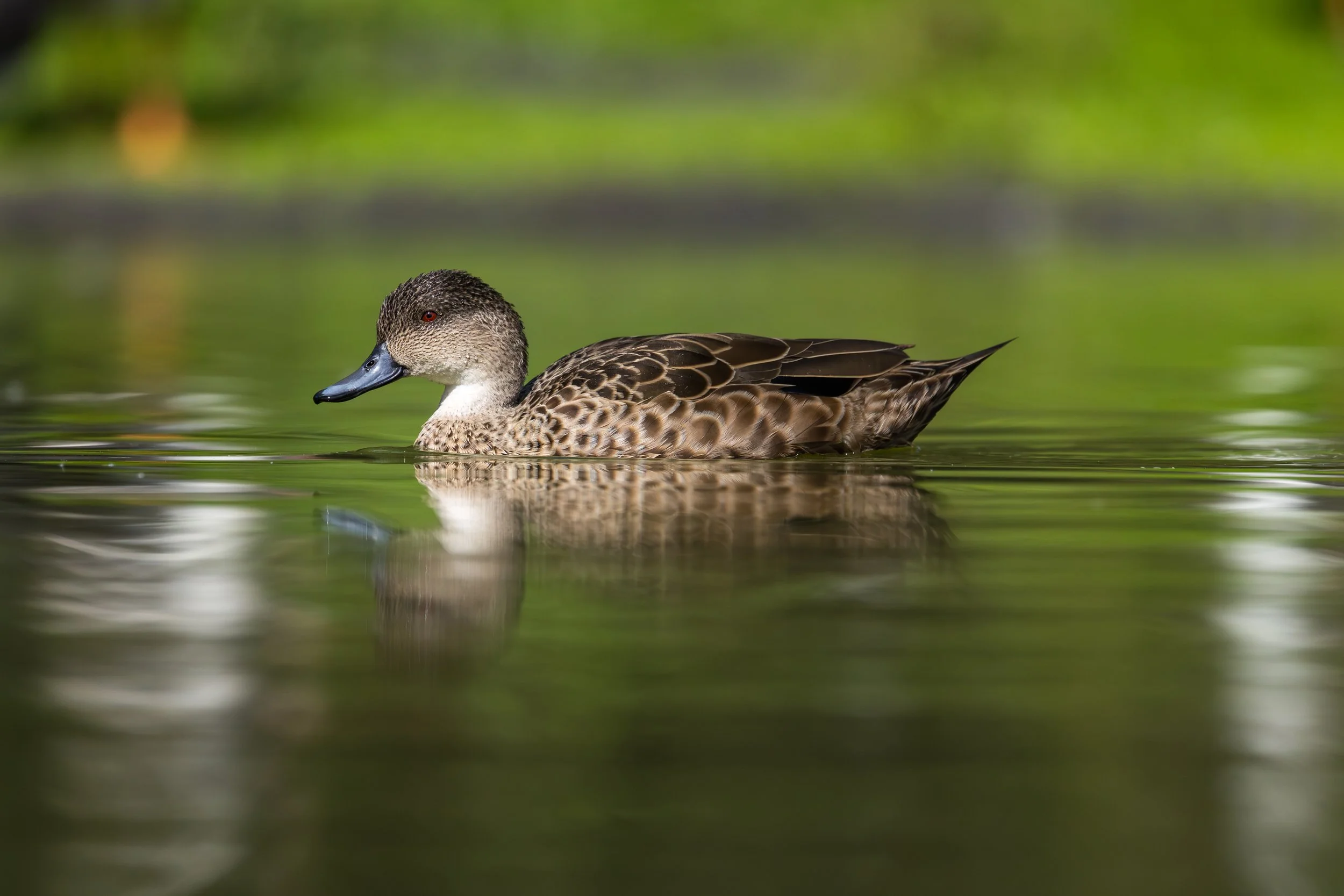 A Chestnut Teal, an Australian duck swimming in a green reflective body of water.