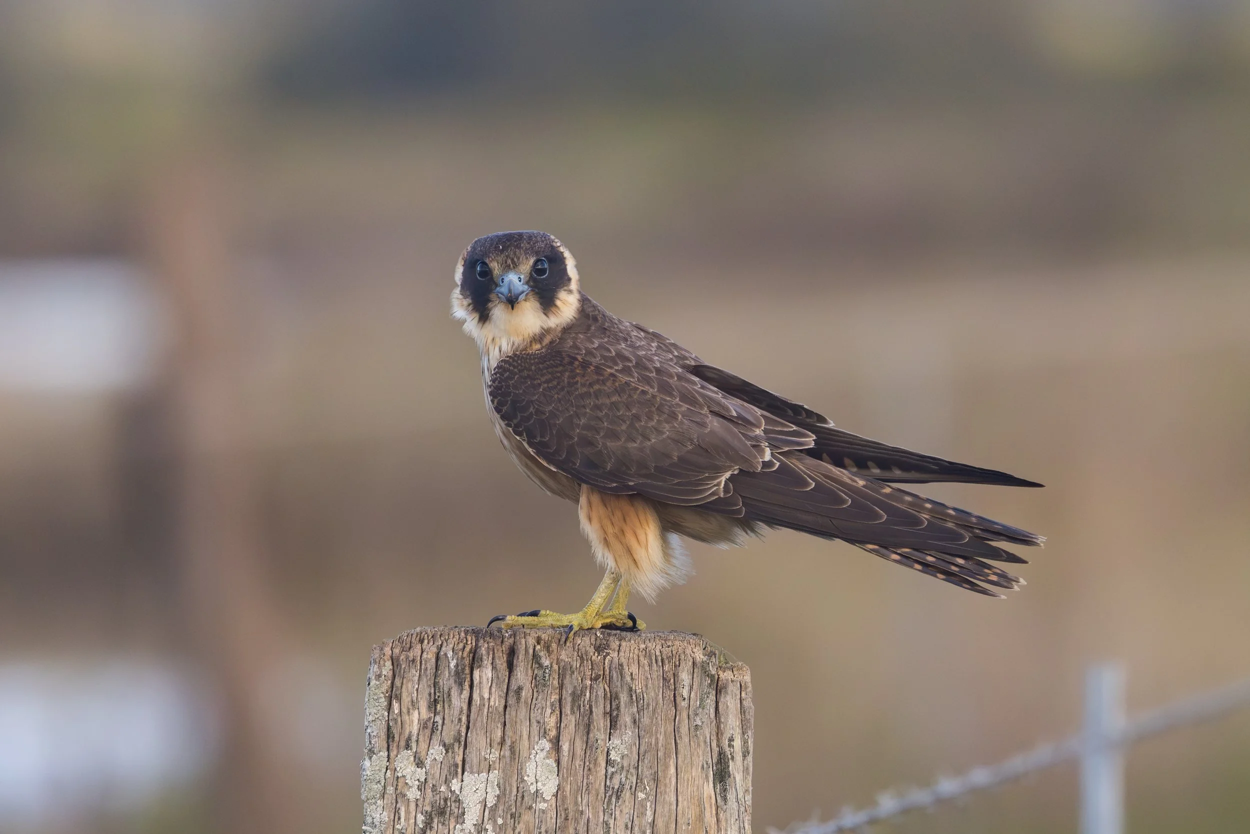 A Australian Hobby Falcon with brown and cream-colored feathers perched on a weathered wooden post.