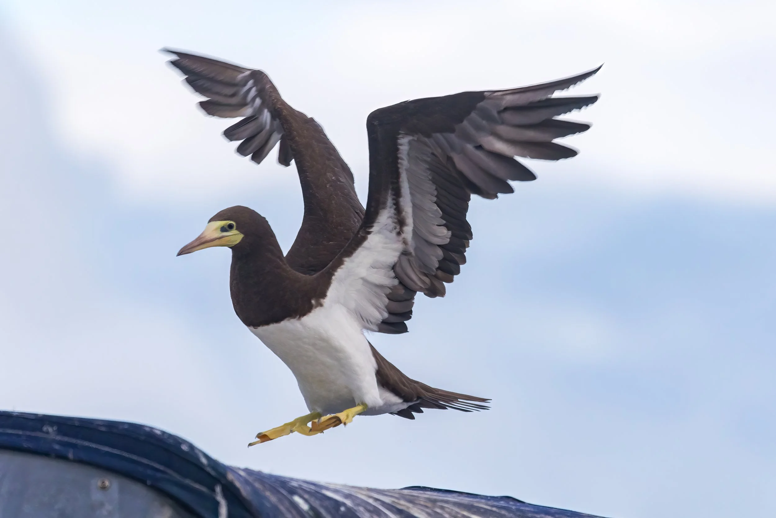 A Cocos Booby. A bird with brown and white feathers, yellow beak, and yellow feet, perched on a surface, with large wings spread open against a cloudy sky background.
