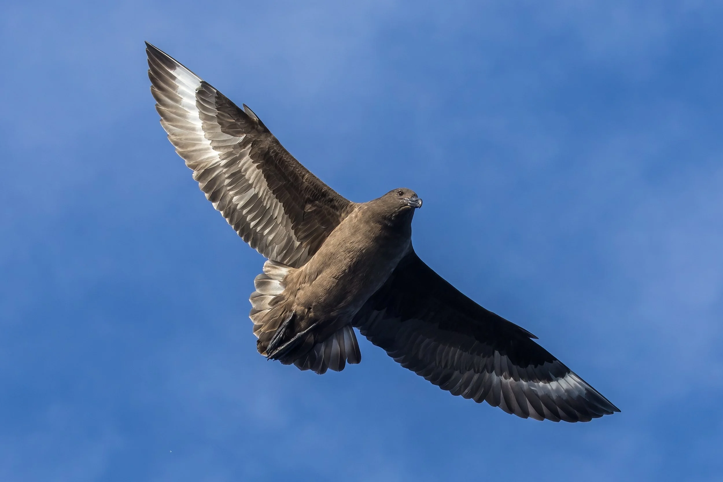 A Brown Skua, a pelagic bird species, with outstretched wings flying against a clear blue sky.