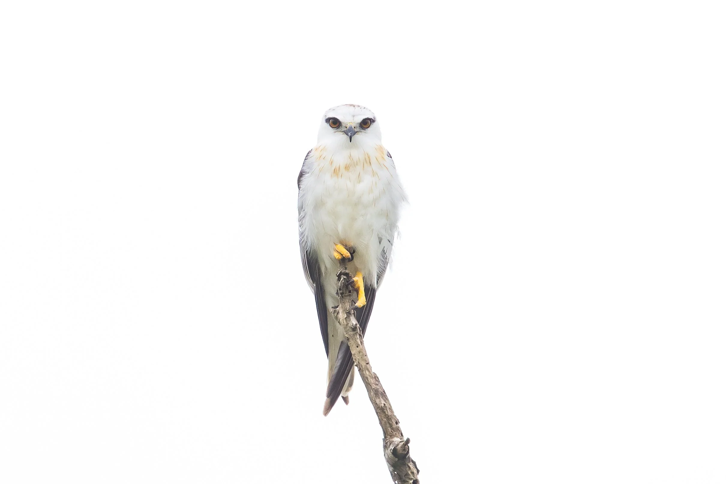 A Black-shouldered Kite, a bird of prey, possibly a hawk or falcon, perched on a branch against a plain white background.