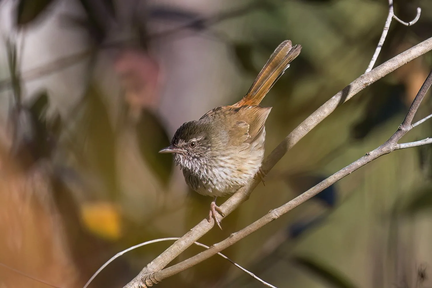 A Chestnut-rumped Heathwren. A small Australian bushland brown bird perched on a thin branch among leaves and twigs.