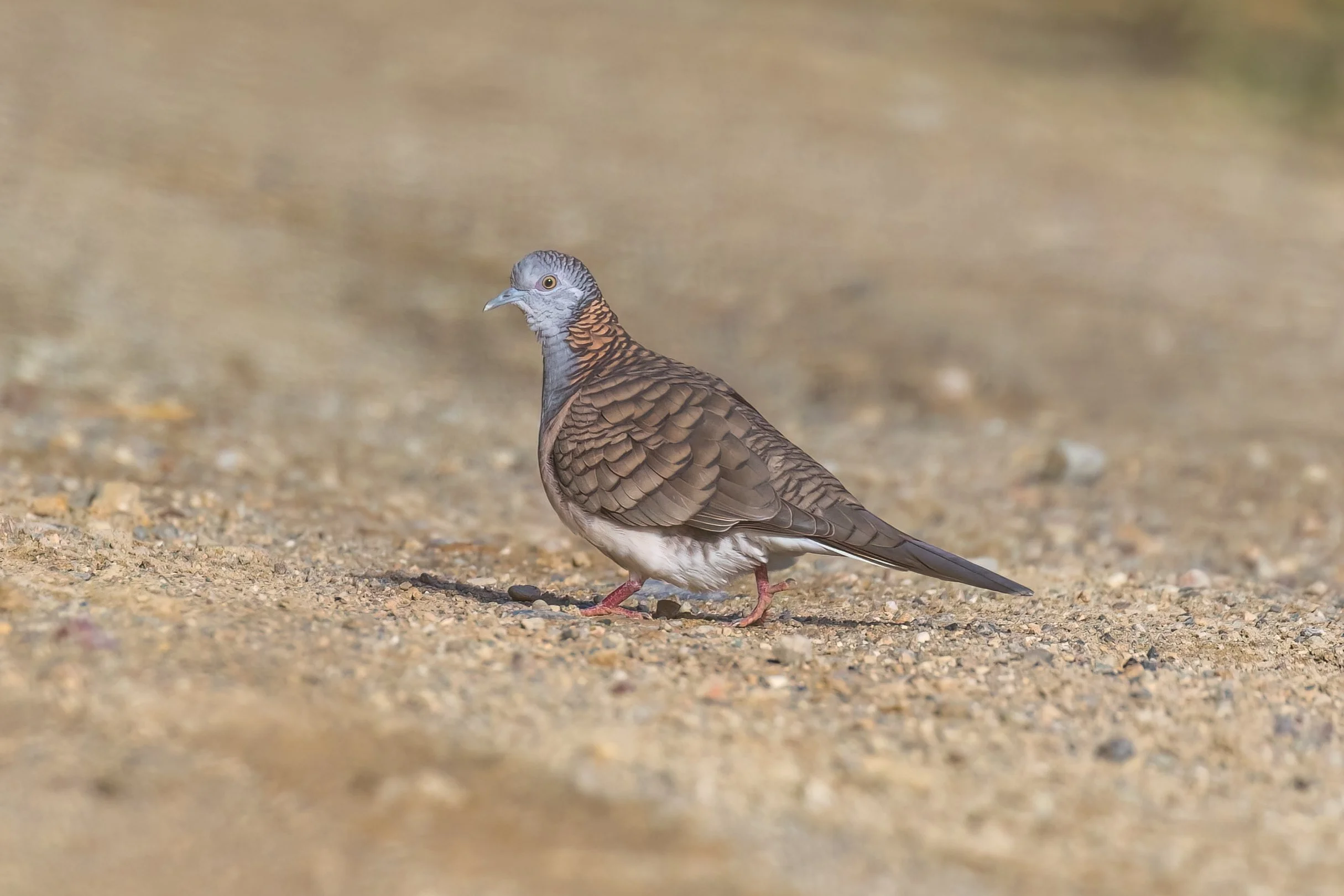 A Bar-shouldered Dove bird standing on sandy ground, facing to the left, with a blurred natural background.