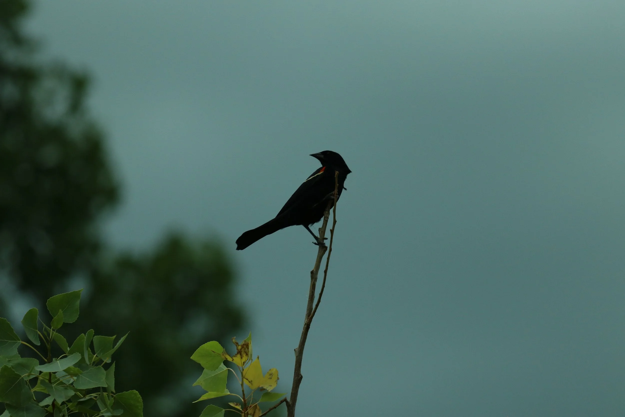 IMG_8017.JPG