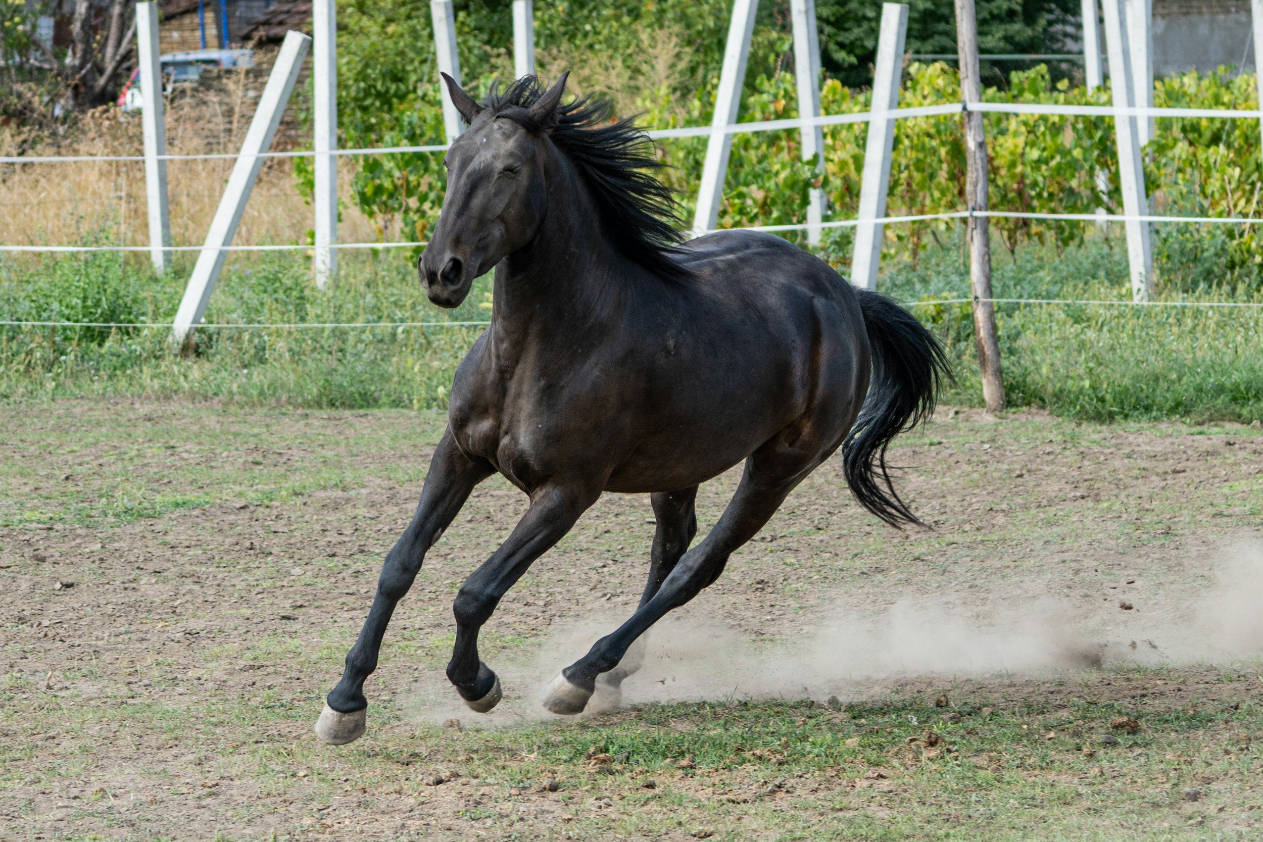 In defense of the faster horse