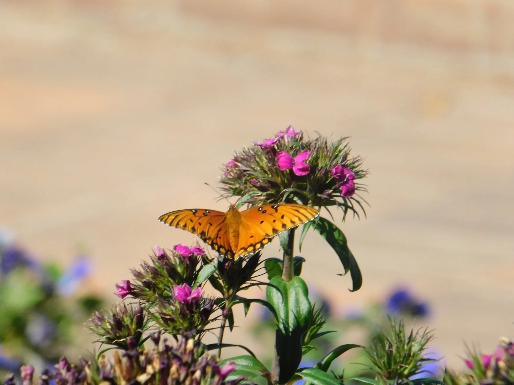 A vibrant orange butterfly with black spots perched on pink flowers with green foliage, against a blurry natural background.