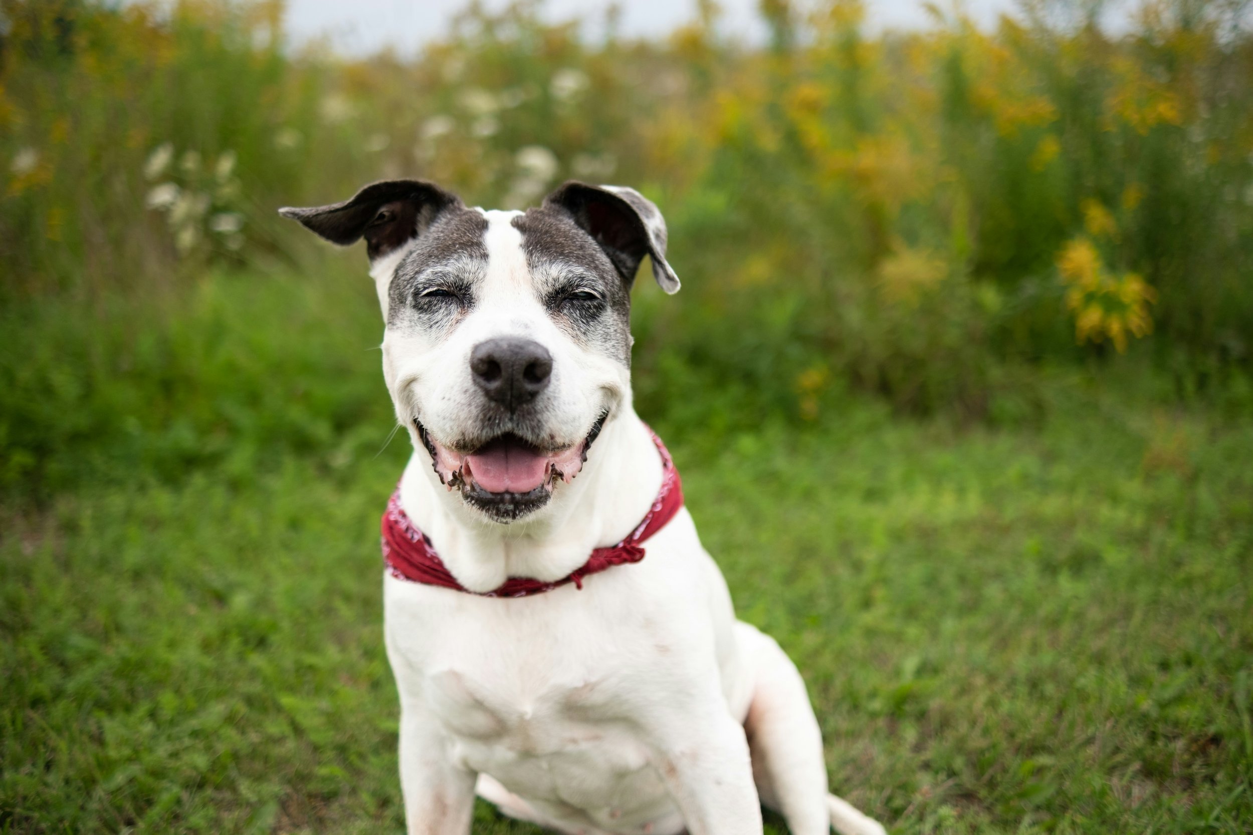 Senior Dog Specialised walks -Thurgoona area only