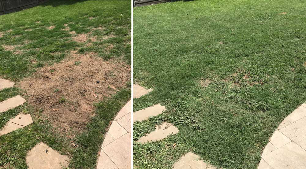 Why Regular Dog Waste Removal Saves Your Lawn