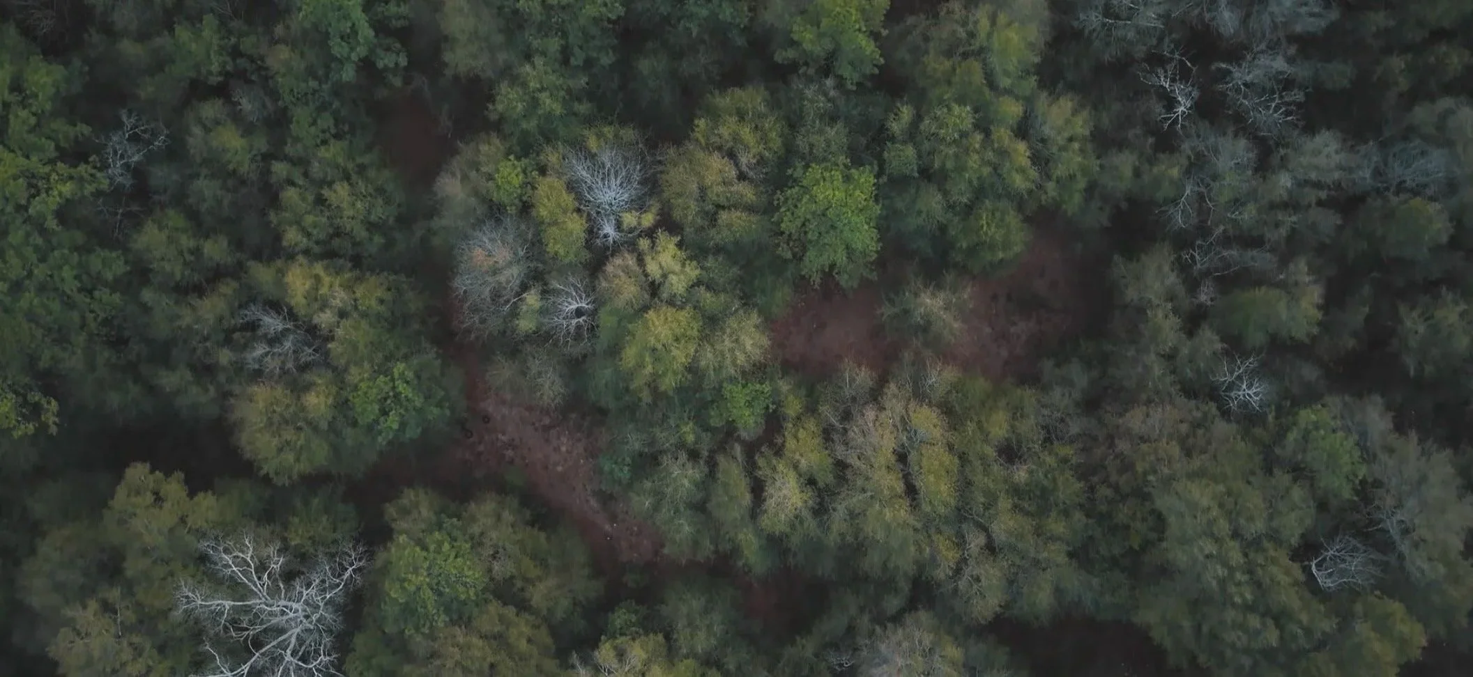 An aerial view of a dense forest with various green and some leafless trees, and narrow dirt paths winding through the trees.