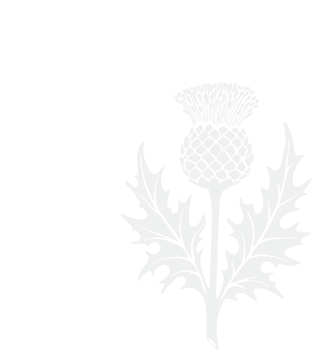 Black and white illustration of a thistle with spiky leaves and a floral top.