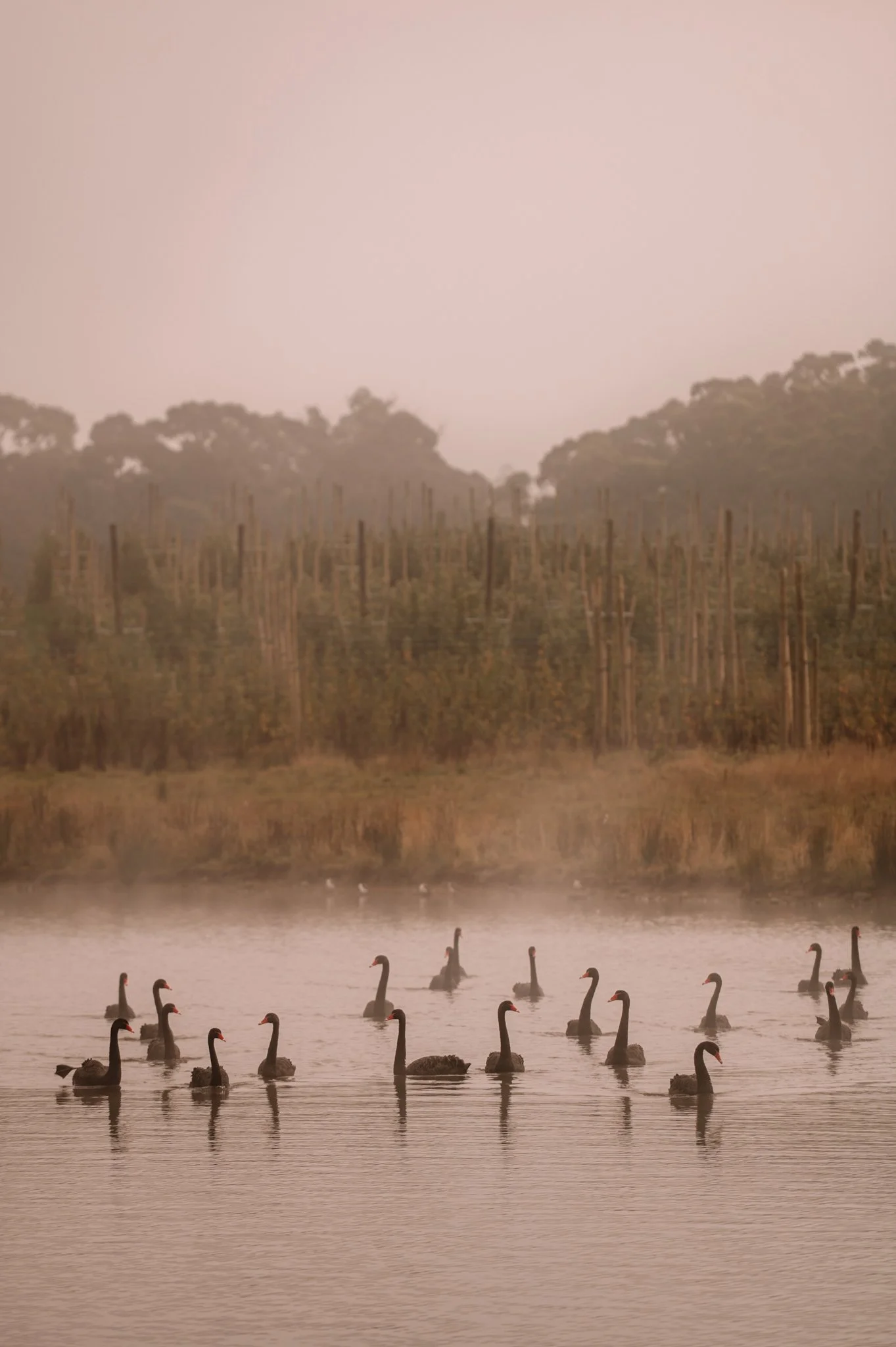 misty morning with black swans near huon valley tasmania