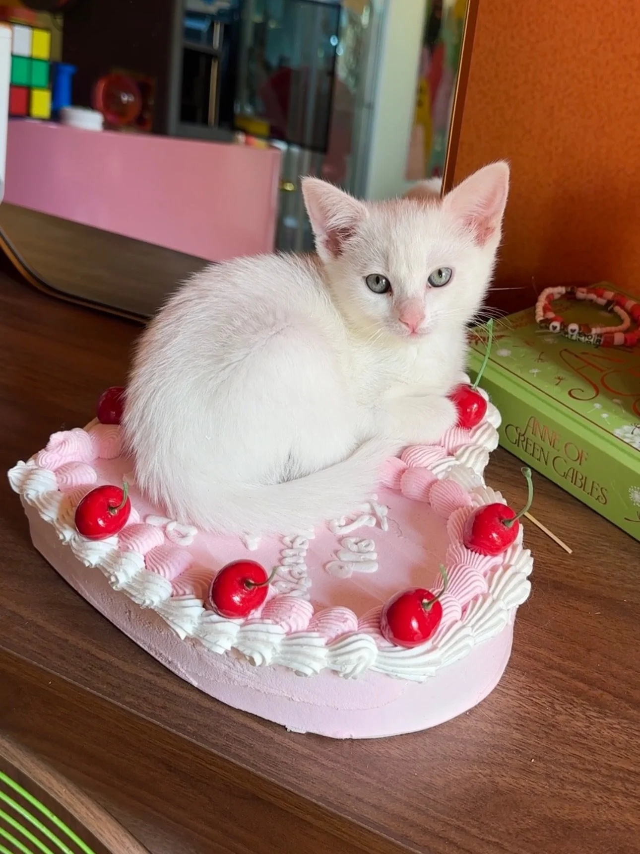 The foster kittens have doubled in weight since we got them🎉 They&rsquo;re ready for their surgeries and then adoption! Lil Beep has slightly green eyes and Lil Boop&rsquo;s are bright blue 💕