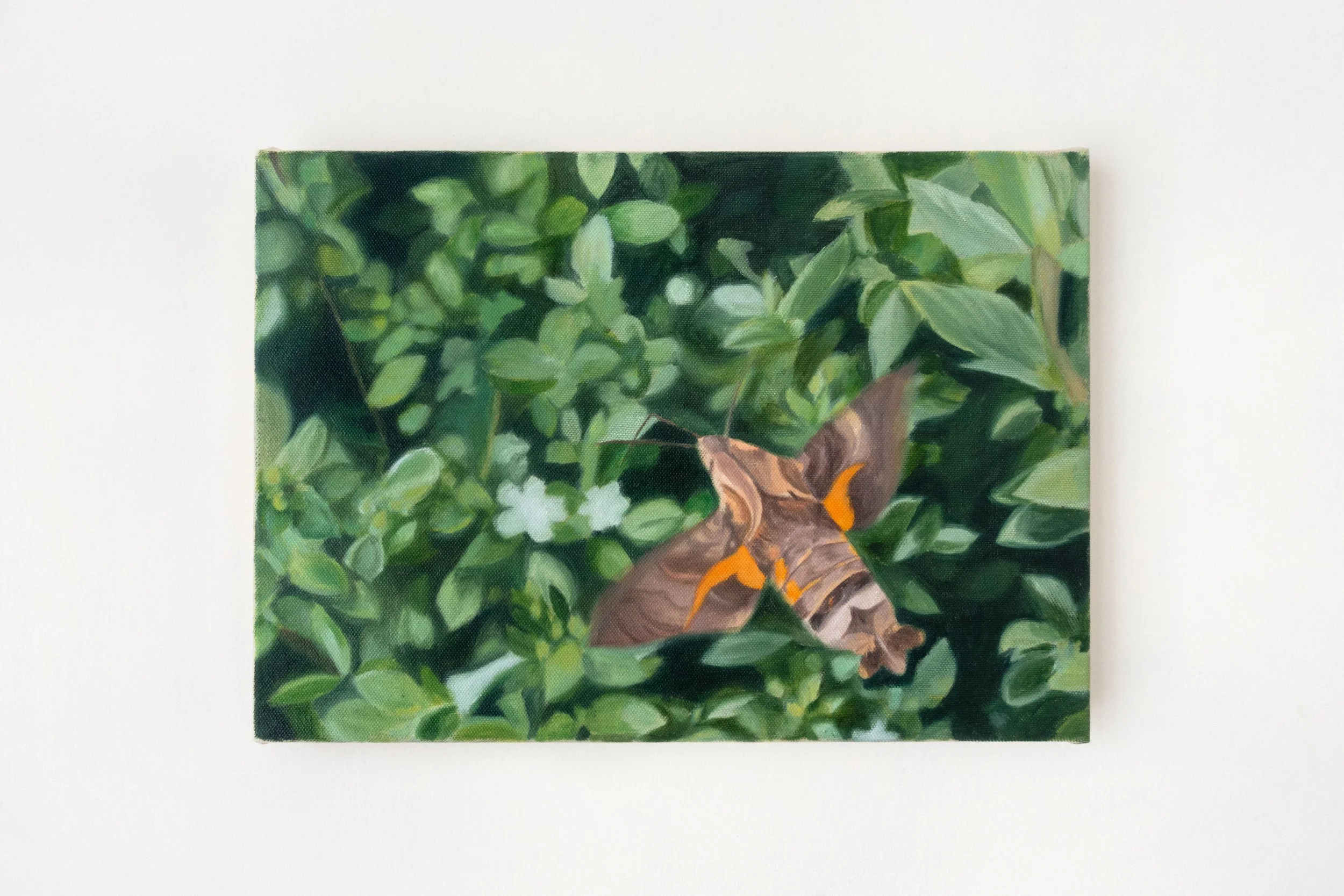  Hummingbird Hawkmoth   
2025.  
Oil on canvas.  
25 x 36 cm.
