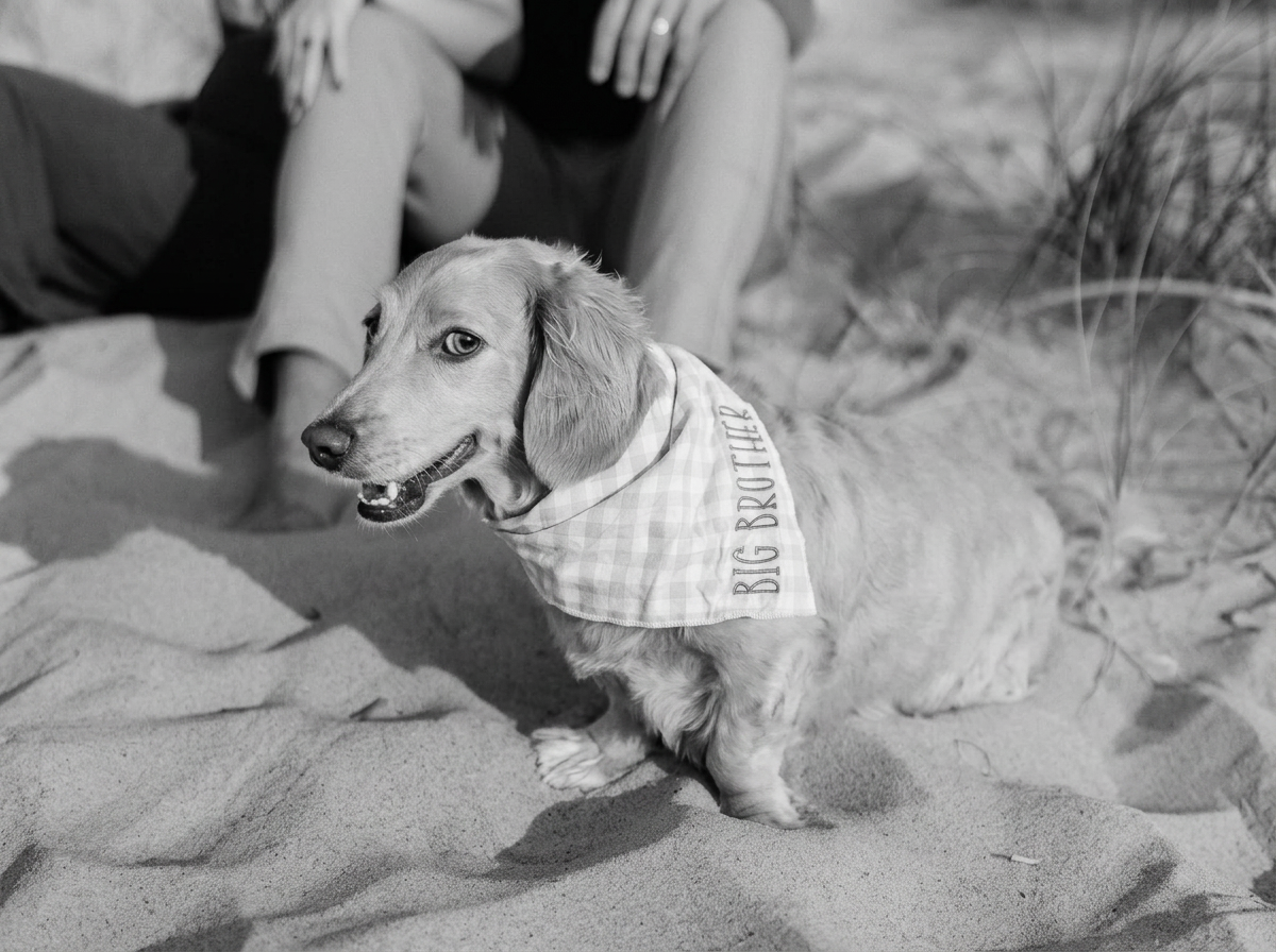 A dog sitting on sand with a bandana that reads "Big Brother." In the background, part of a person’s legs and hands are visible, sitting on the sand.