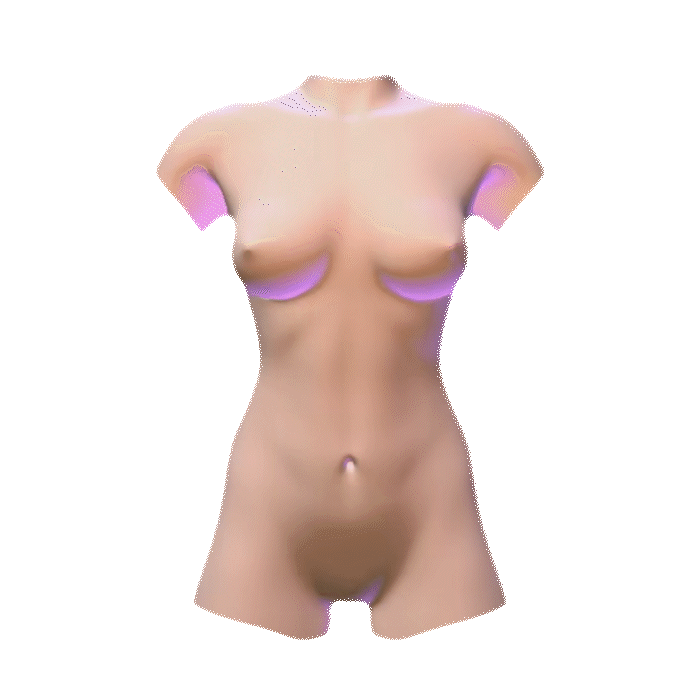 Female_Athletic_Torso_ForBack_1.gif
