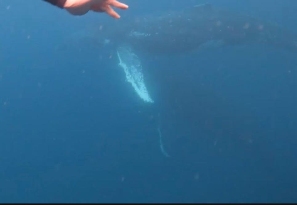 Noosa 25_Whales Underwater.jpg