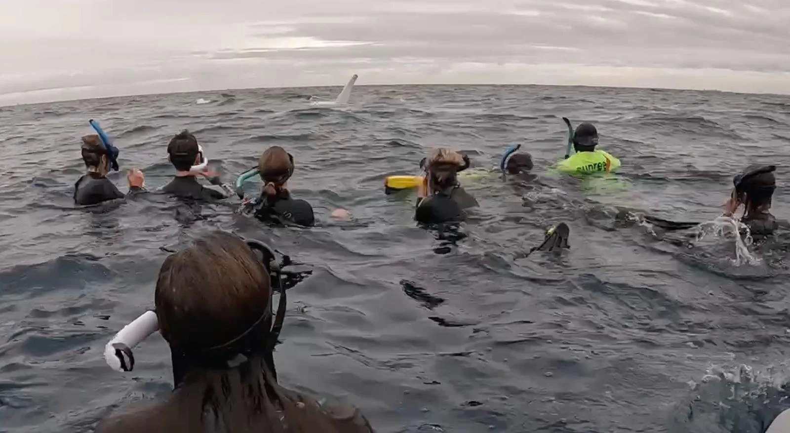 25.08.13_Noosa 25 Swimming with Whales Whale Waving.jpg