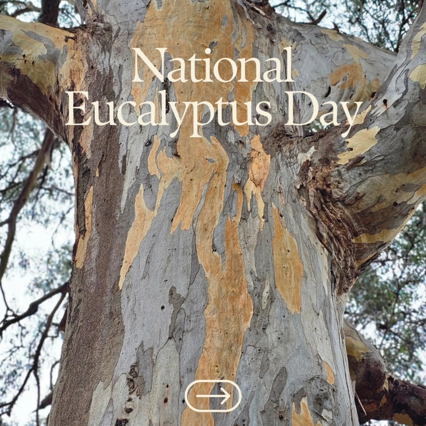 National Eucalyptus Week - this week on the 23rd March - felt like a good excuse to share a few of my favourite encounters with these incredible trees.

They are the backbone of so much Australian honey, and are instrumental im shaping our honey flav