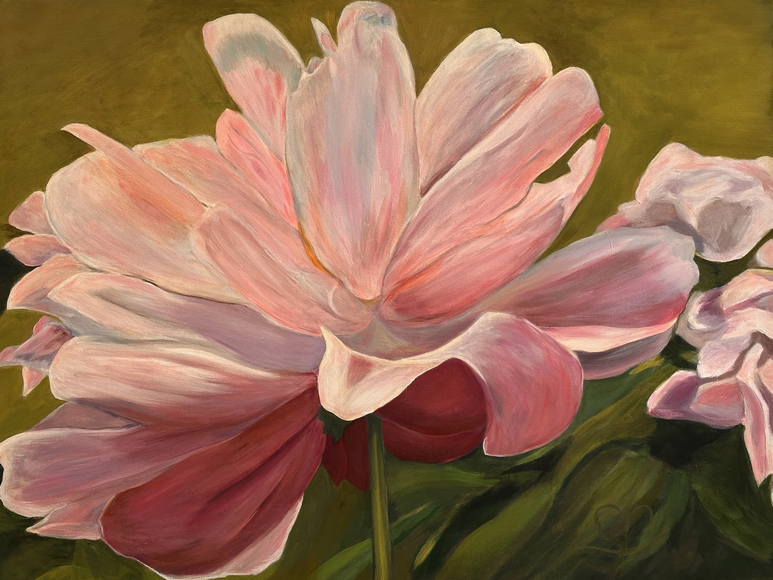 Close-up of a pink flower with layered petals against a green background.