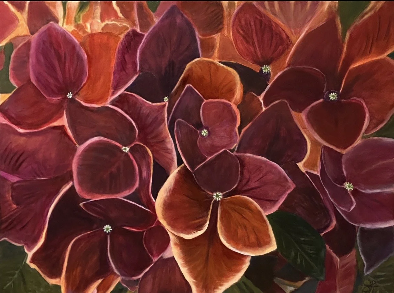 Hydrangea