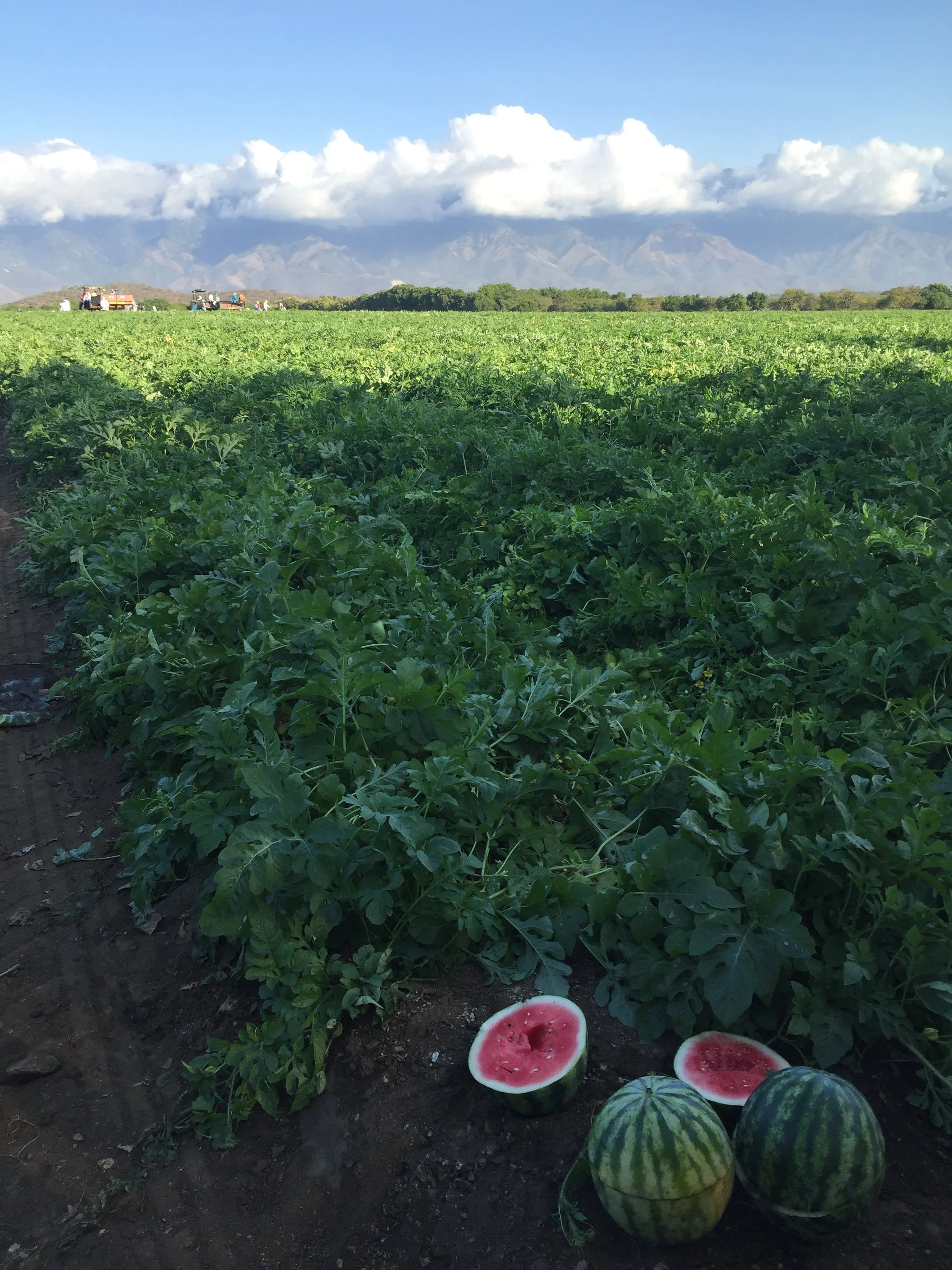 Watermelon against a backdrop of green, mountains and people farming the land