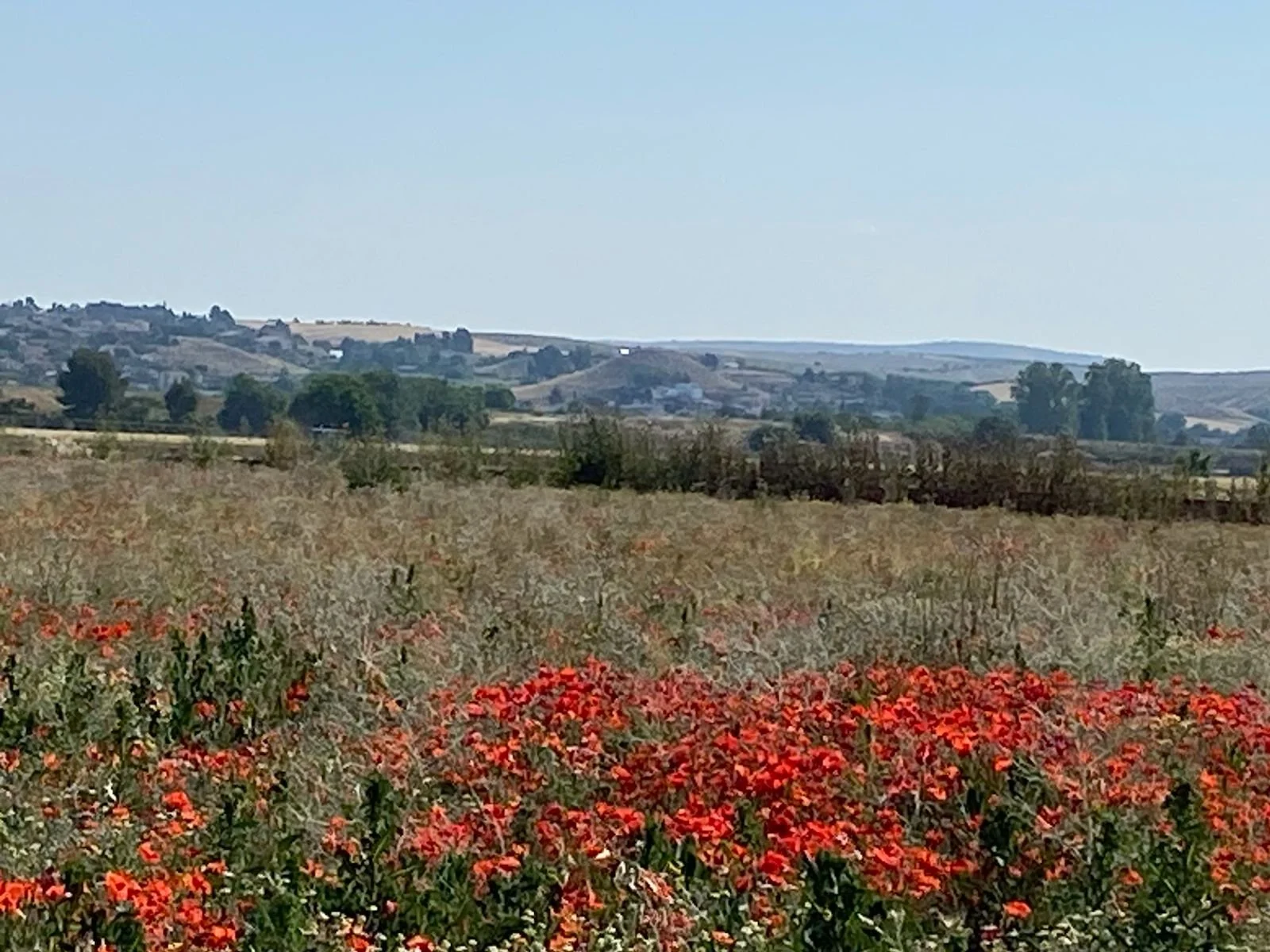 A field of poppy flowers against a backdrop of hills