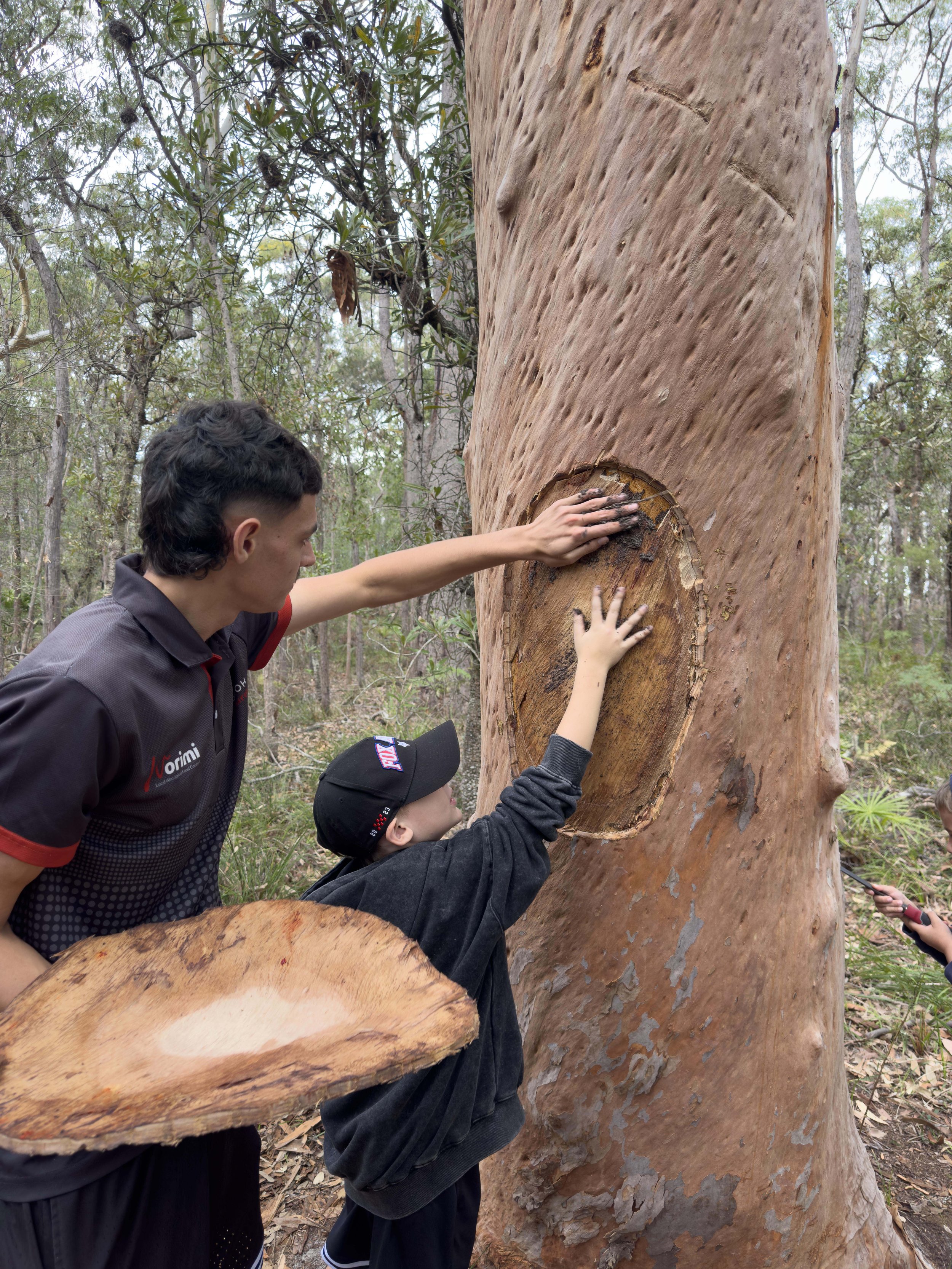 Two children and an adult examining the bark of a large eucalyptus tree in a forest.