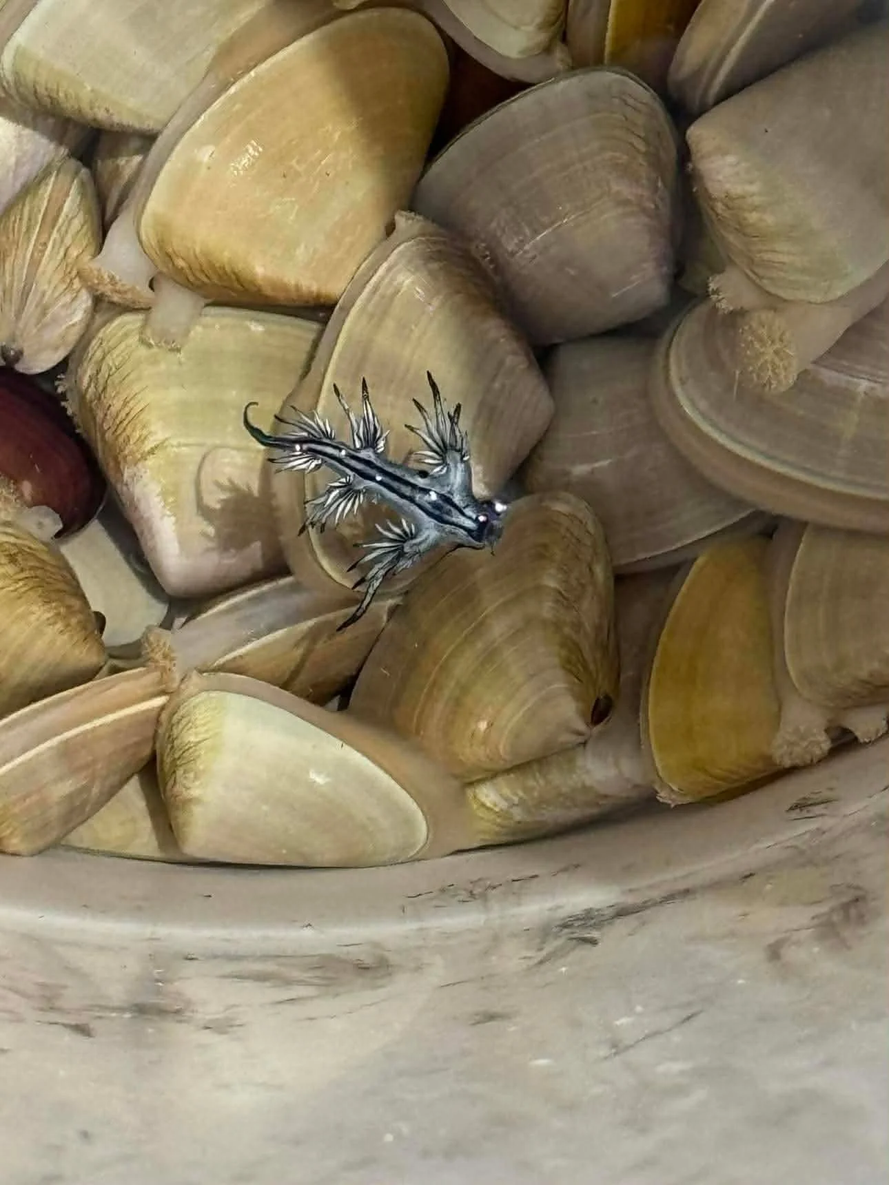 Close-up of shells.