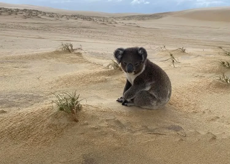 A baby koala sitting on sand dunes in a desert landscape with sparse vegetation.