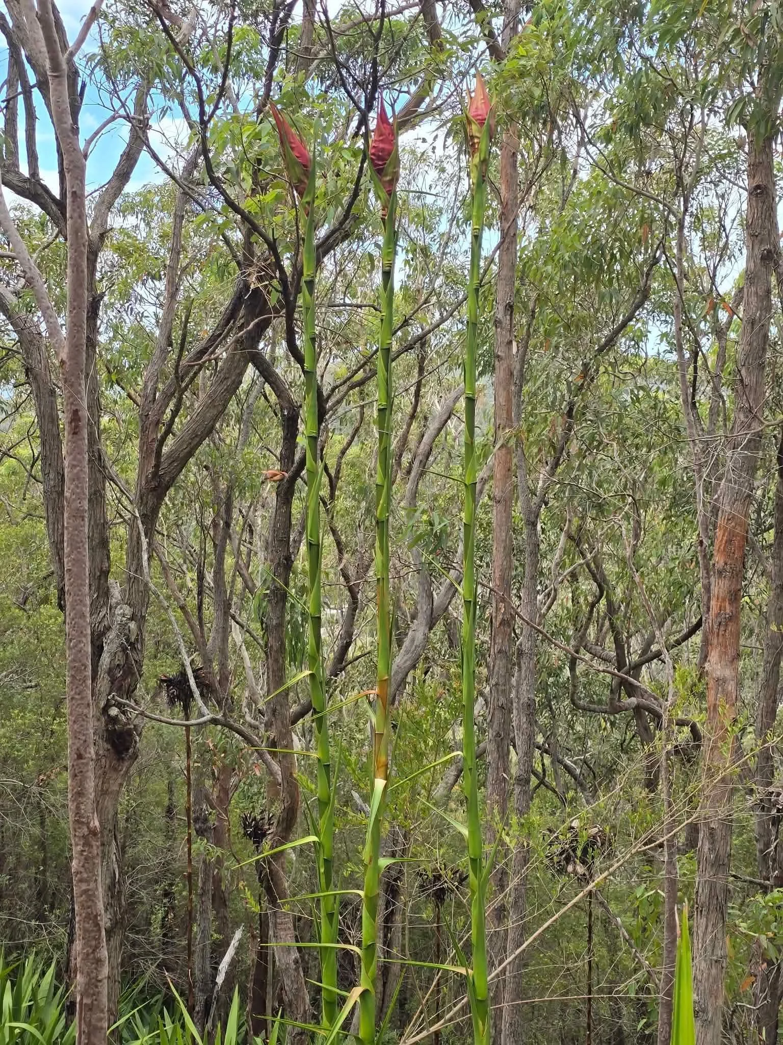 Tall plants growing in a forested area with trees and dense foliage.
