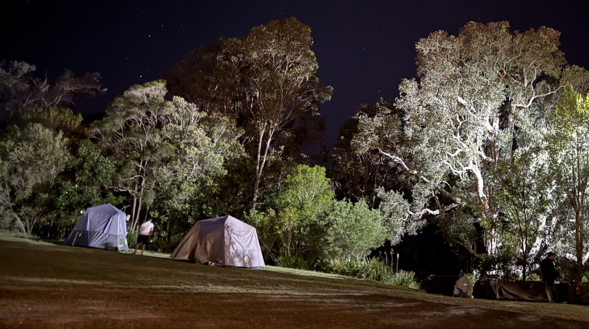 Nighttime scene at a campsite with several tents set up among tall trees, illuminated by artificial lights, with a starry sky overhead.
