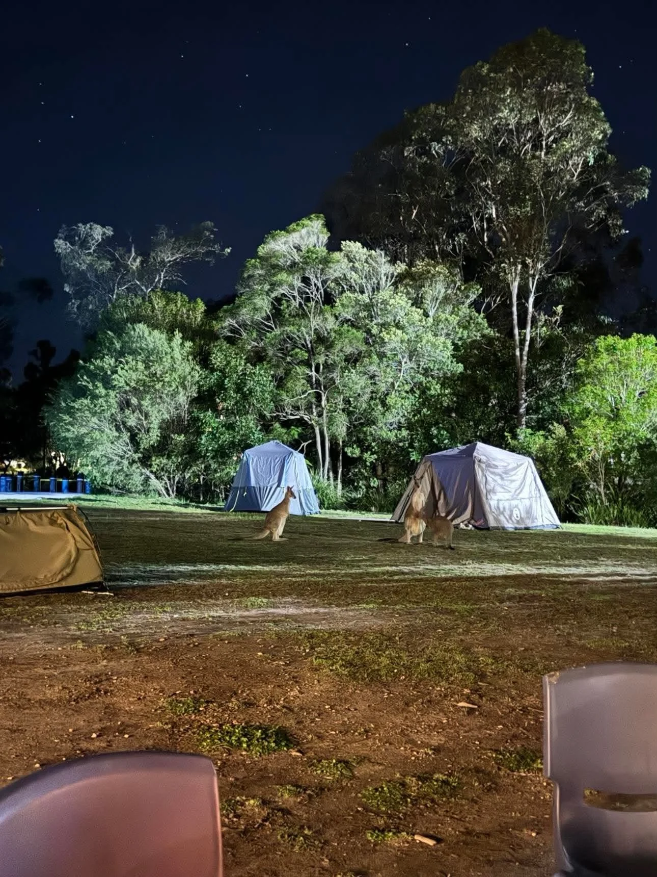 Nighttime camping scene with two tents set up on a grassy area, illuminated by artificial light, surrounded by trees, and a clear starry sky overhead.