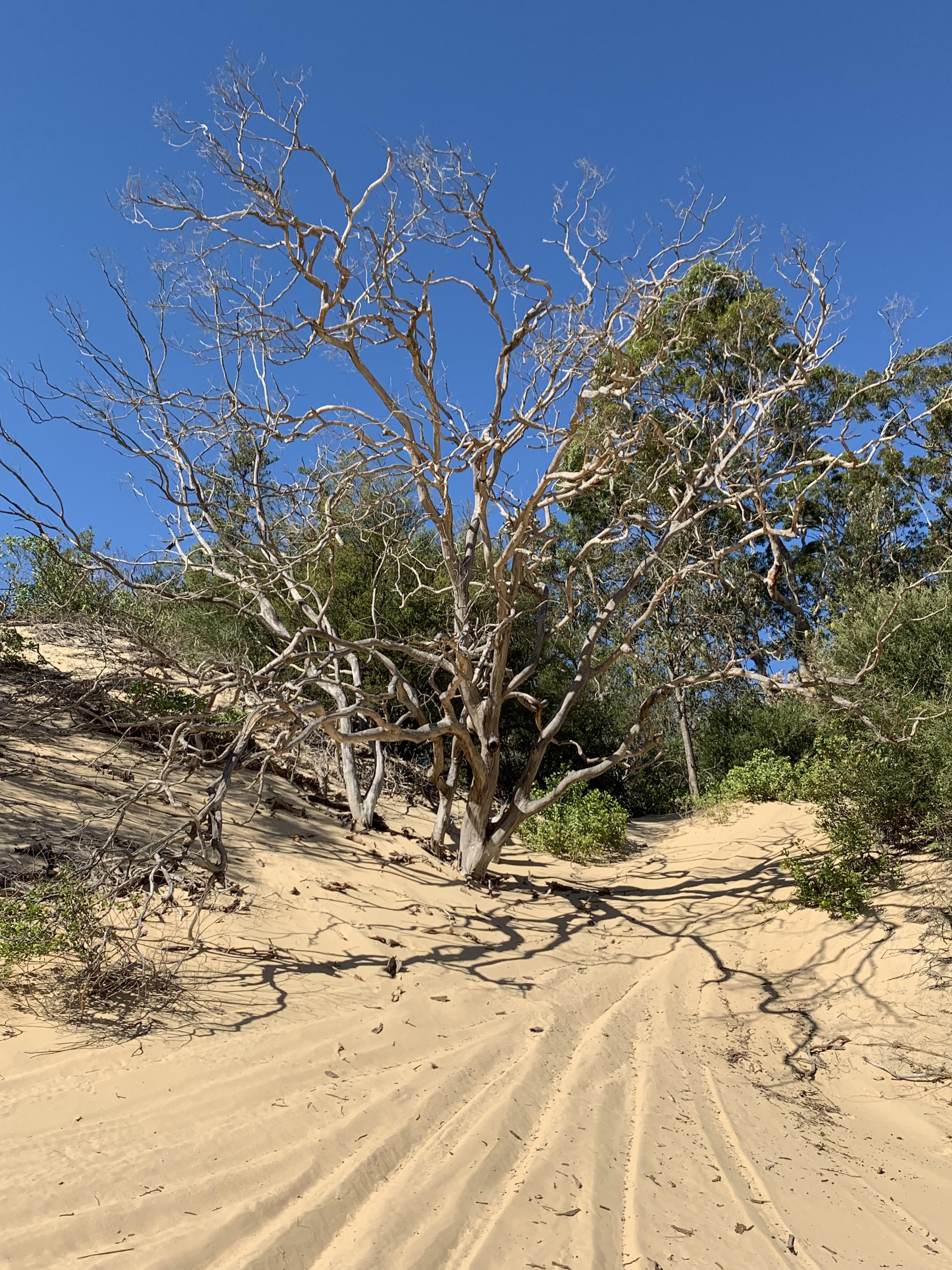 A dry, leafless tree on sandy terrain with tire tracks, green shrubbery, and desert vegetation under a clear blue sky.