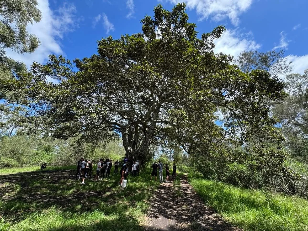 Group of people under a large tree on a grassy trail in a forested area.