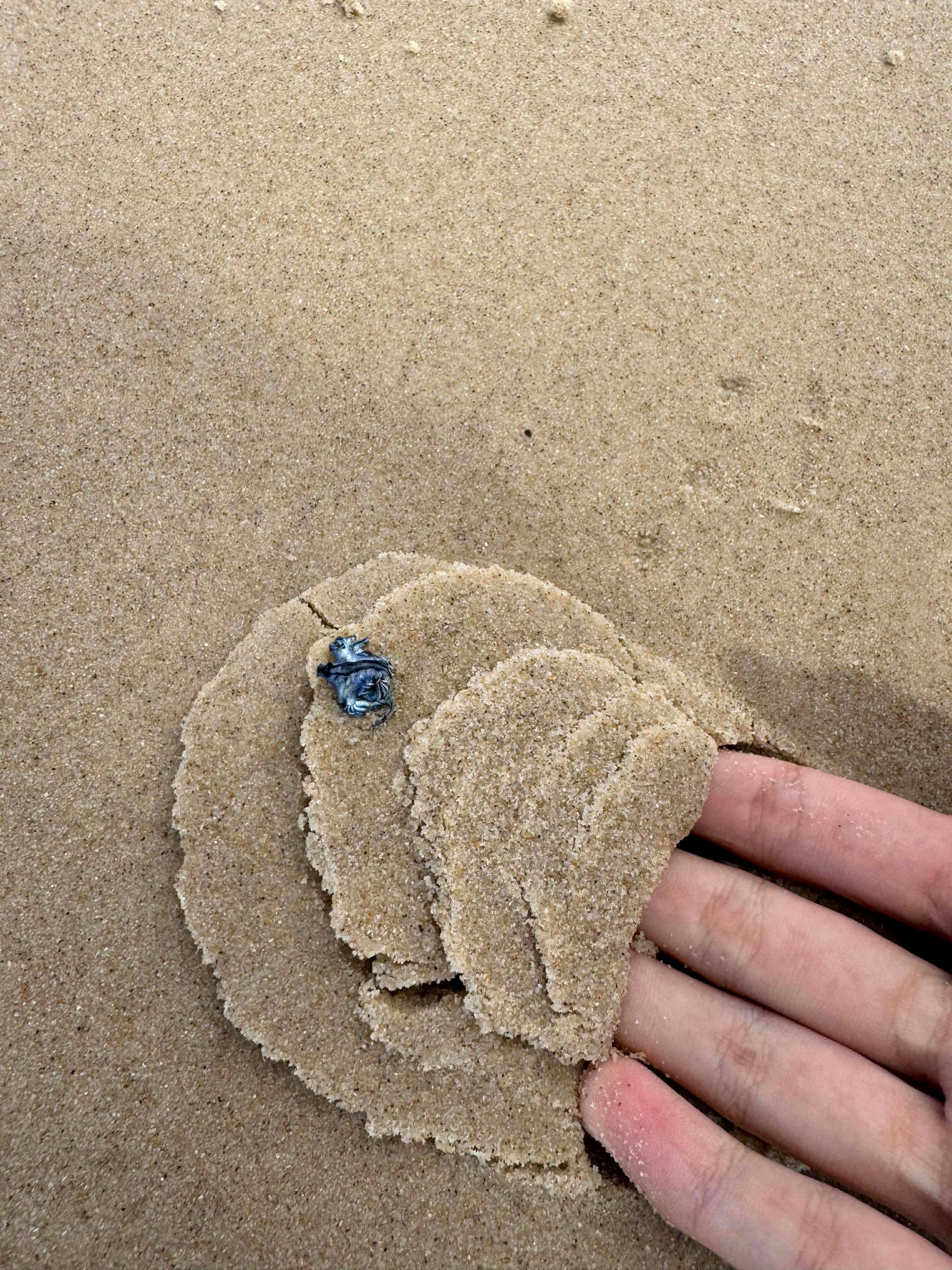 A hand on a sandy beach.