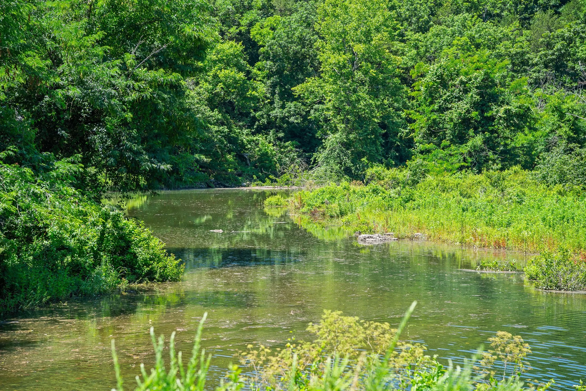 A lush green forest with a calm river flowing through the middle