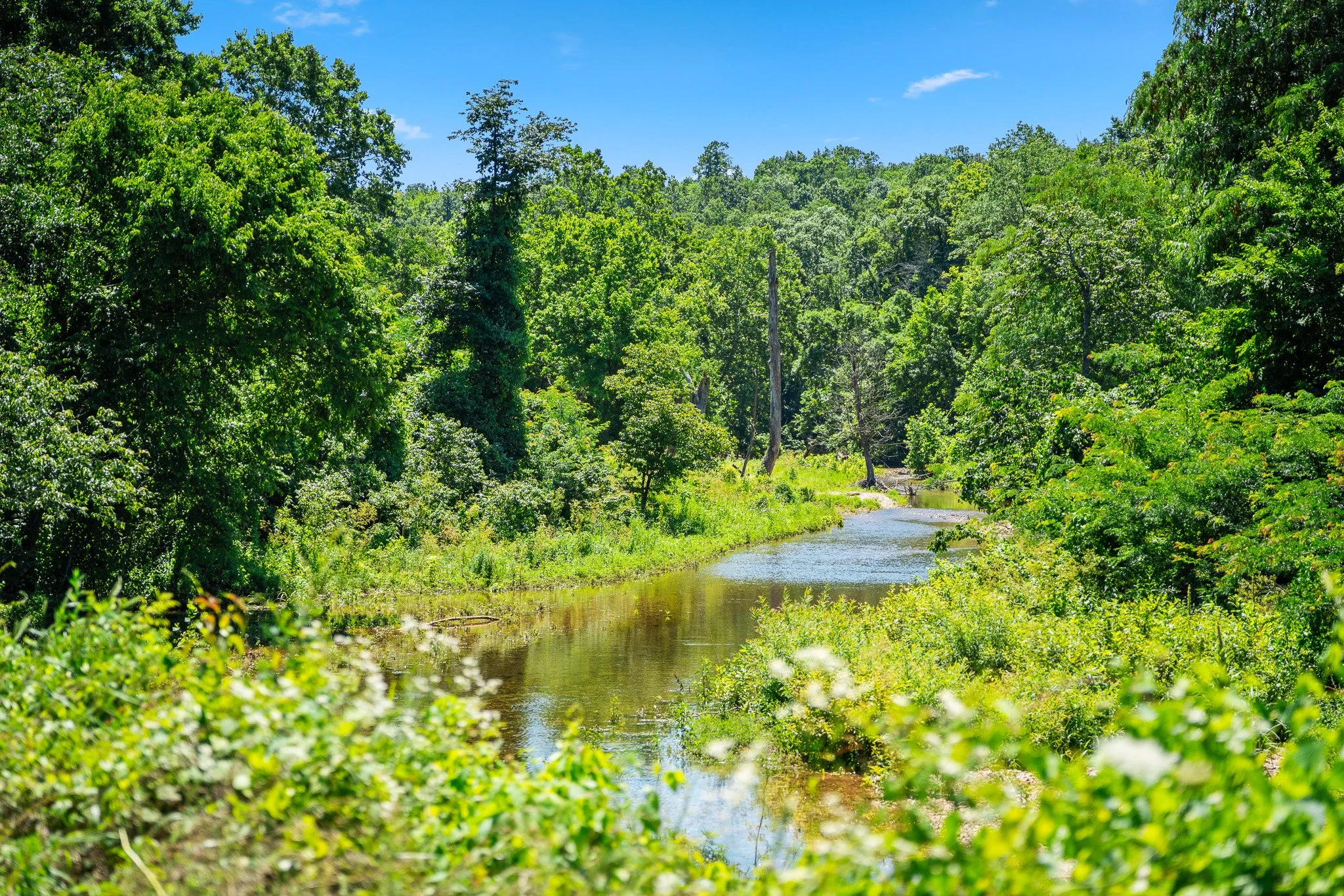 A lush green forest with tall trees and dense foliage surrounds a narrow meandering stream with clear water, under a bright blue sky with some scattered clouds.