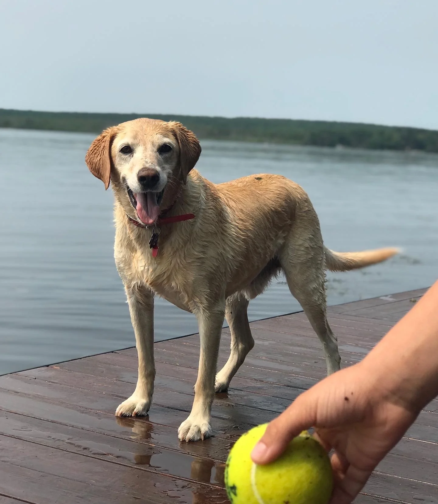 Yellow lab waiting for tennis ball